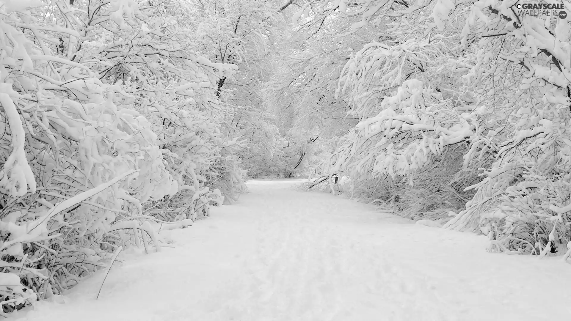 snow, Bush, Covered