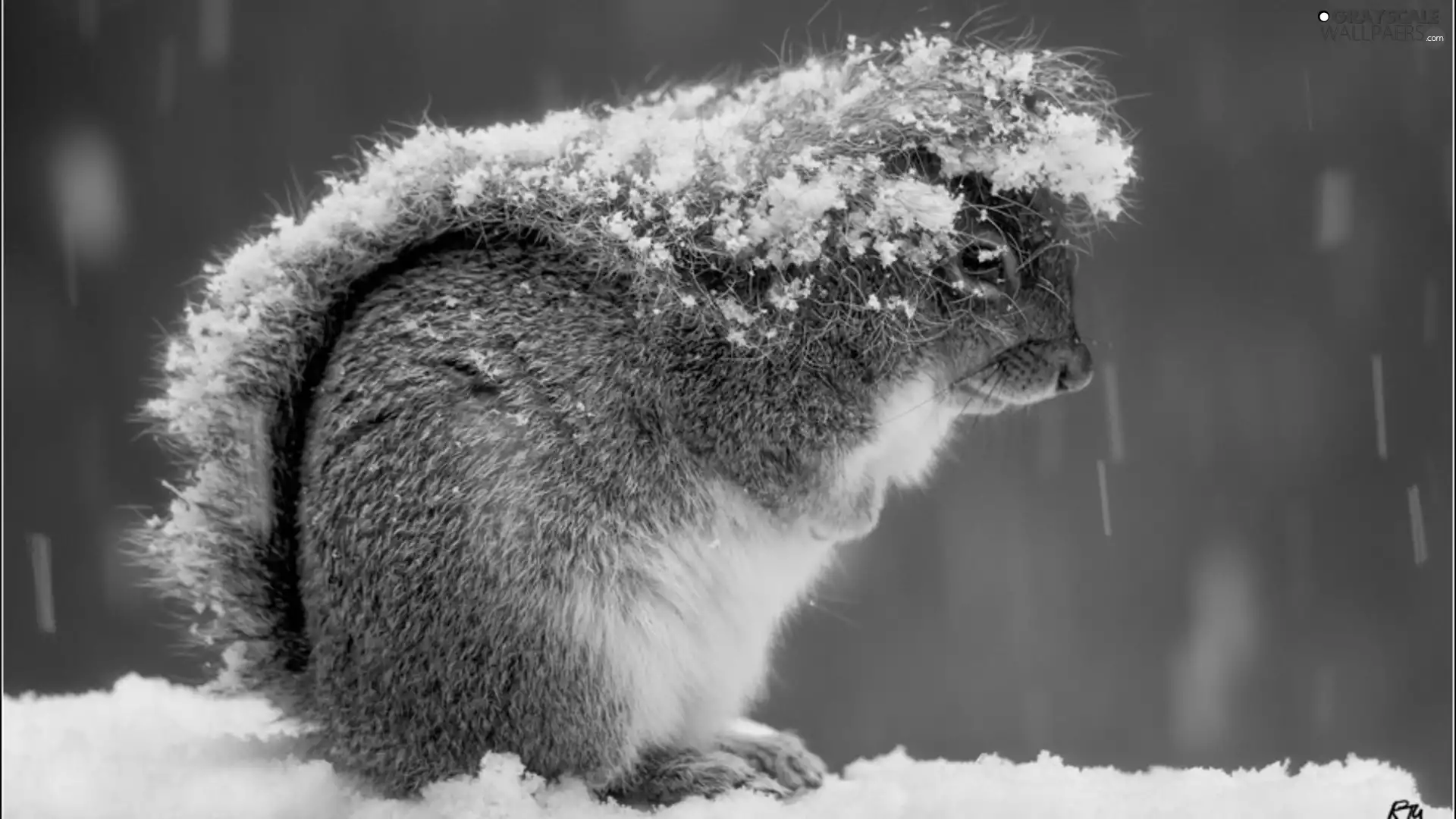 snow, squirrel, crest
