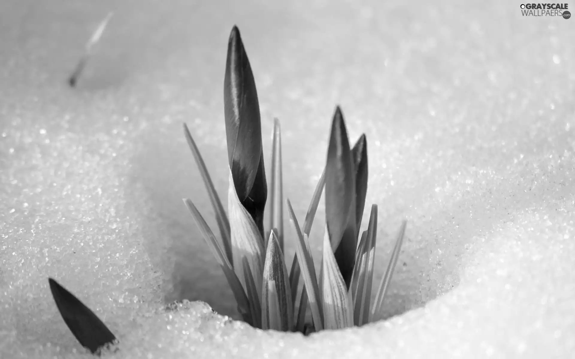 crocuses, snow