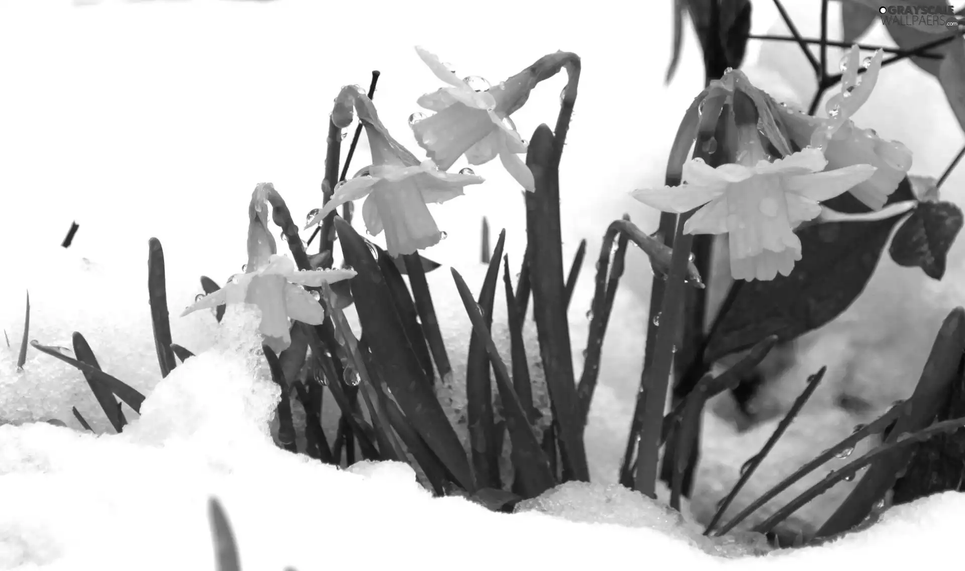 Daffodils, snow
