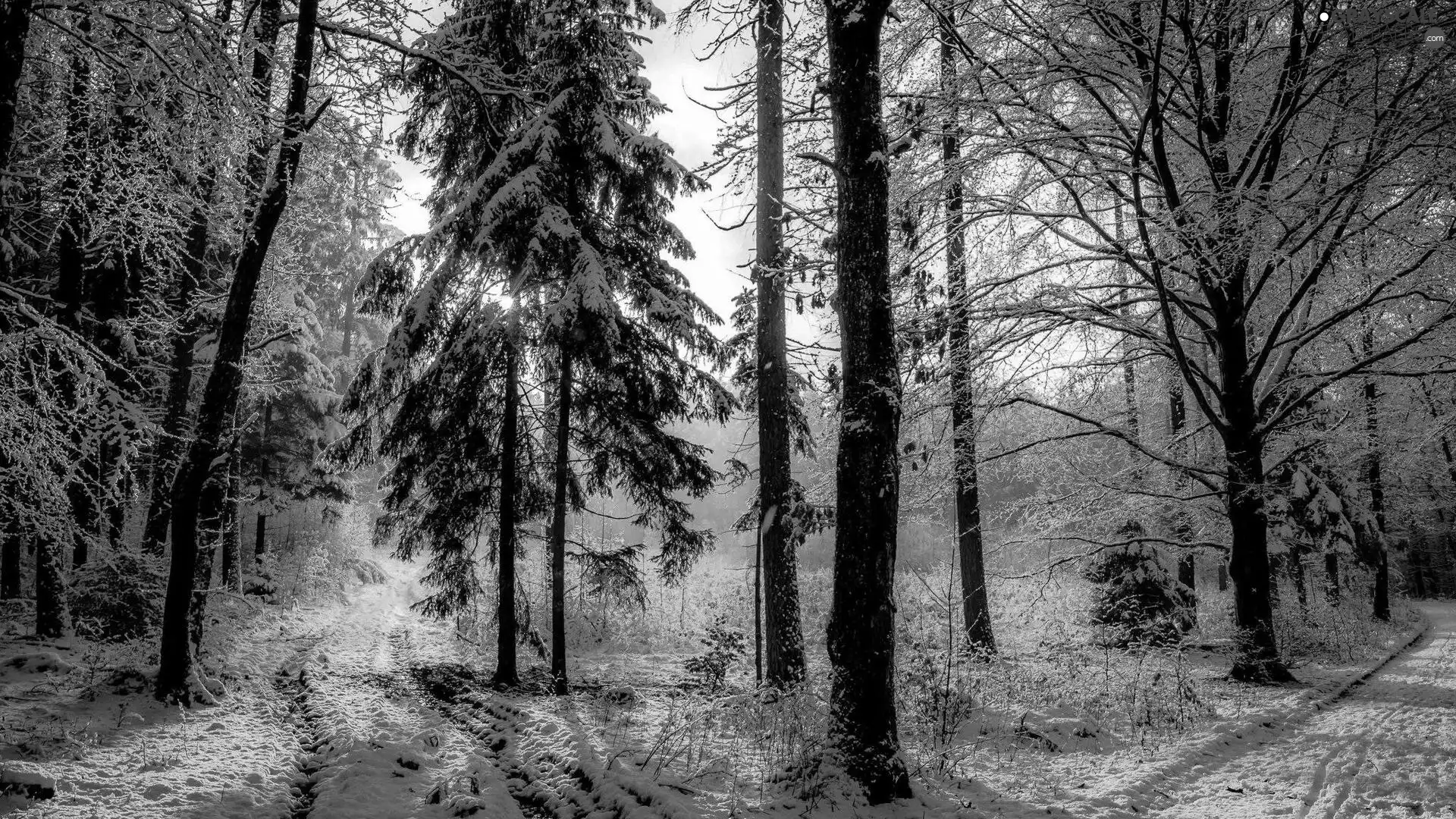trees, viewes, day, Way, sunny, forest, winter, snow