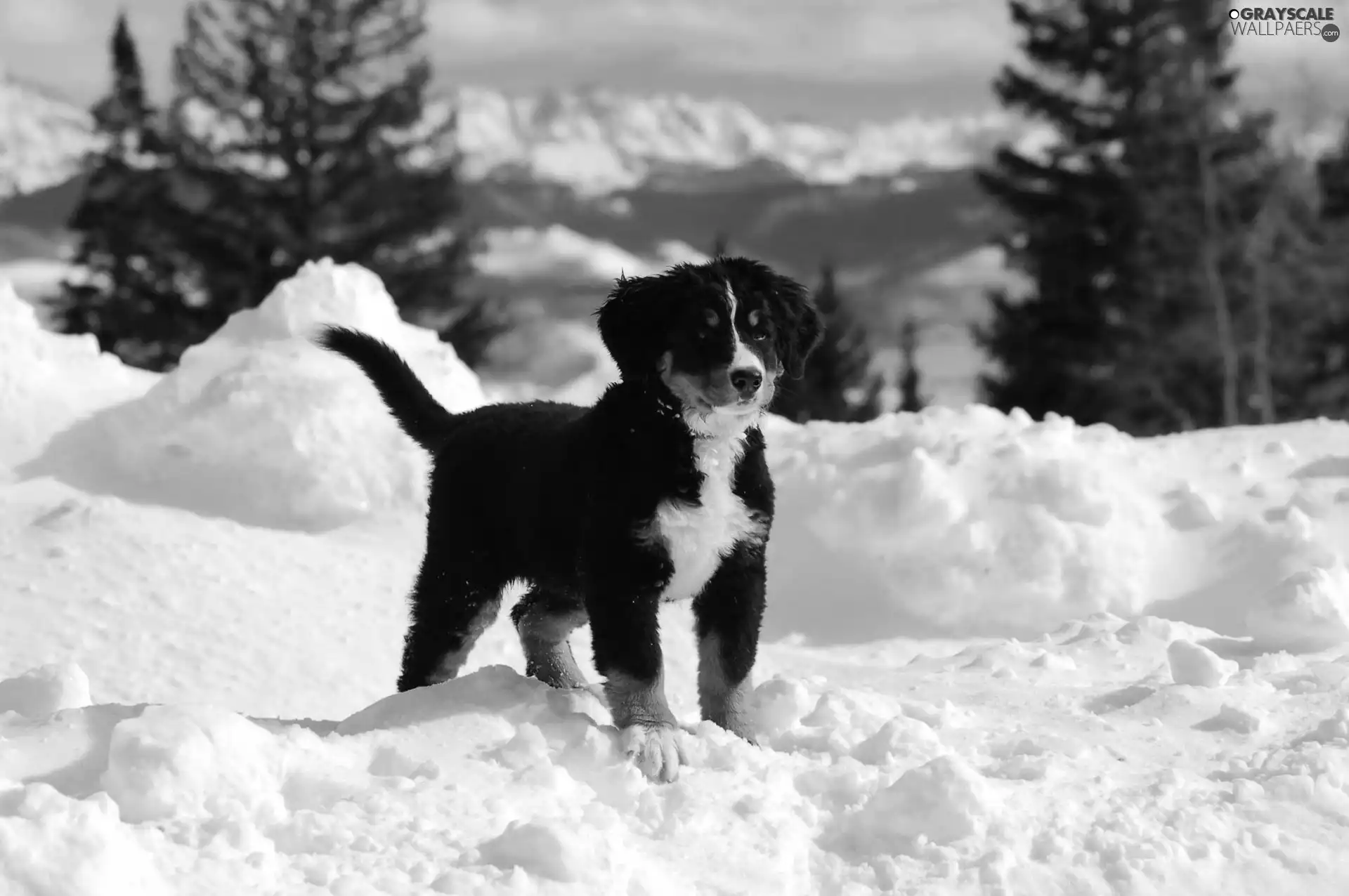 dog, snow