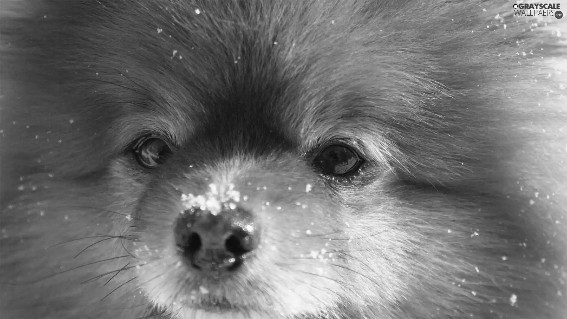 snow, muzzle, doggy