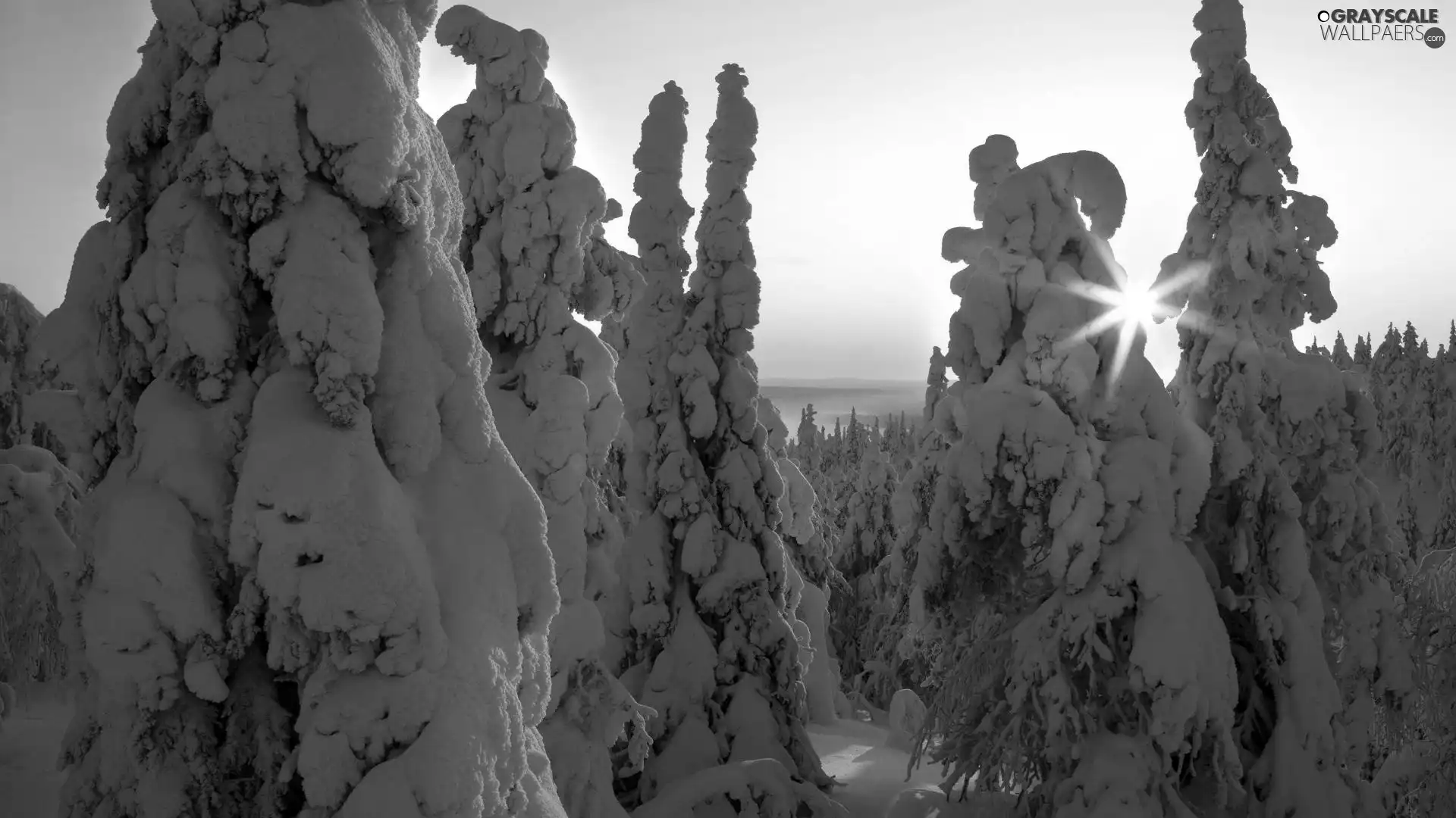 snow, drifts, rays, forest, sun