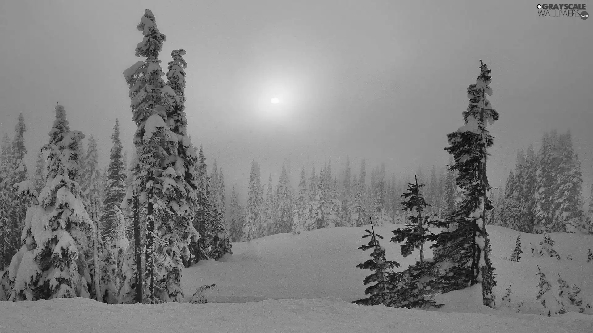 snow, drifts, rays, forest, sun
