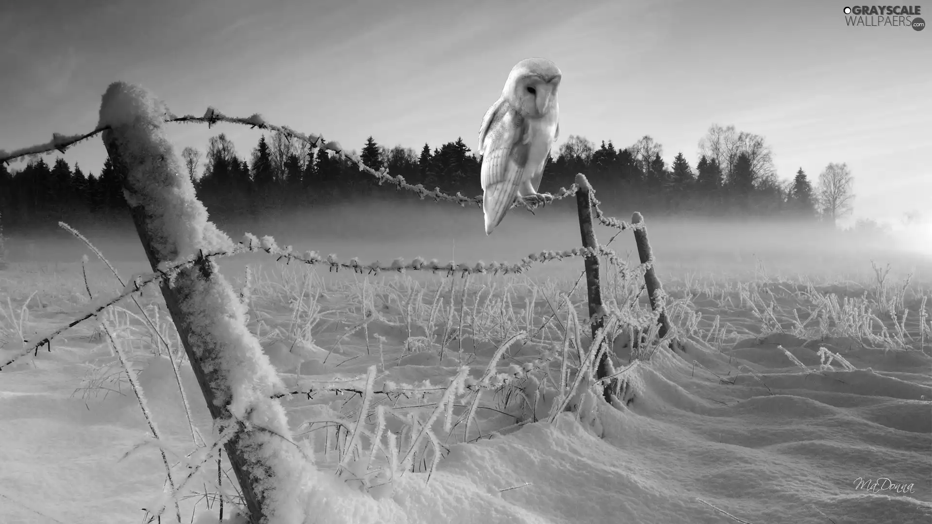 Barn, Fance, snow