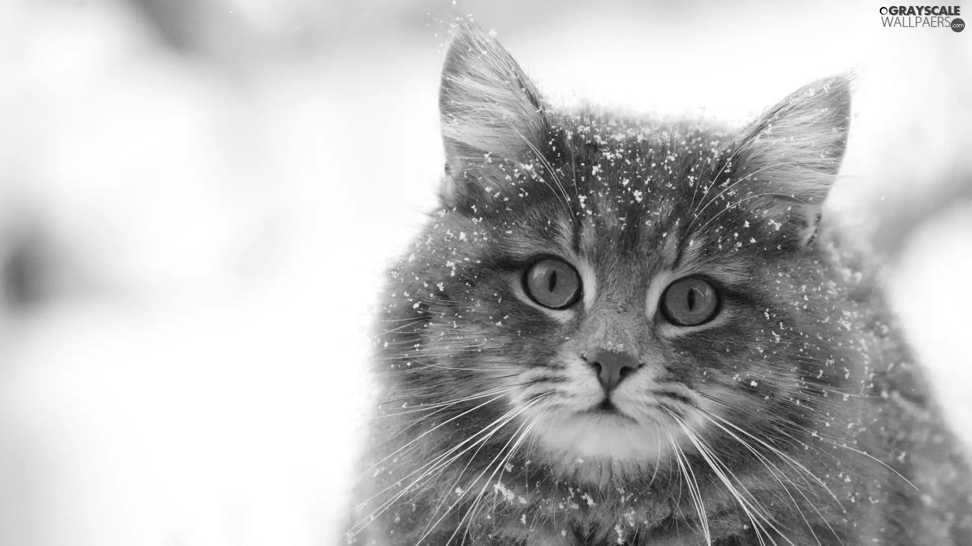 snow, kitty, flakes