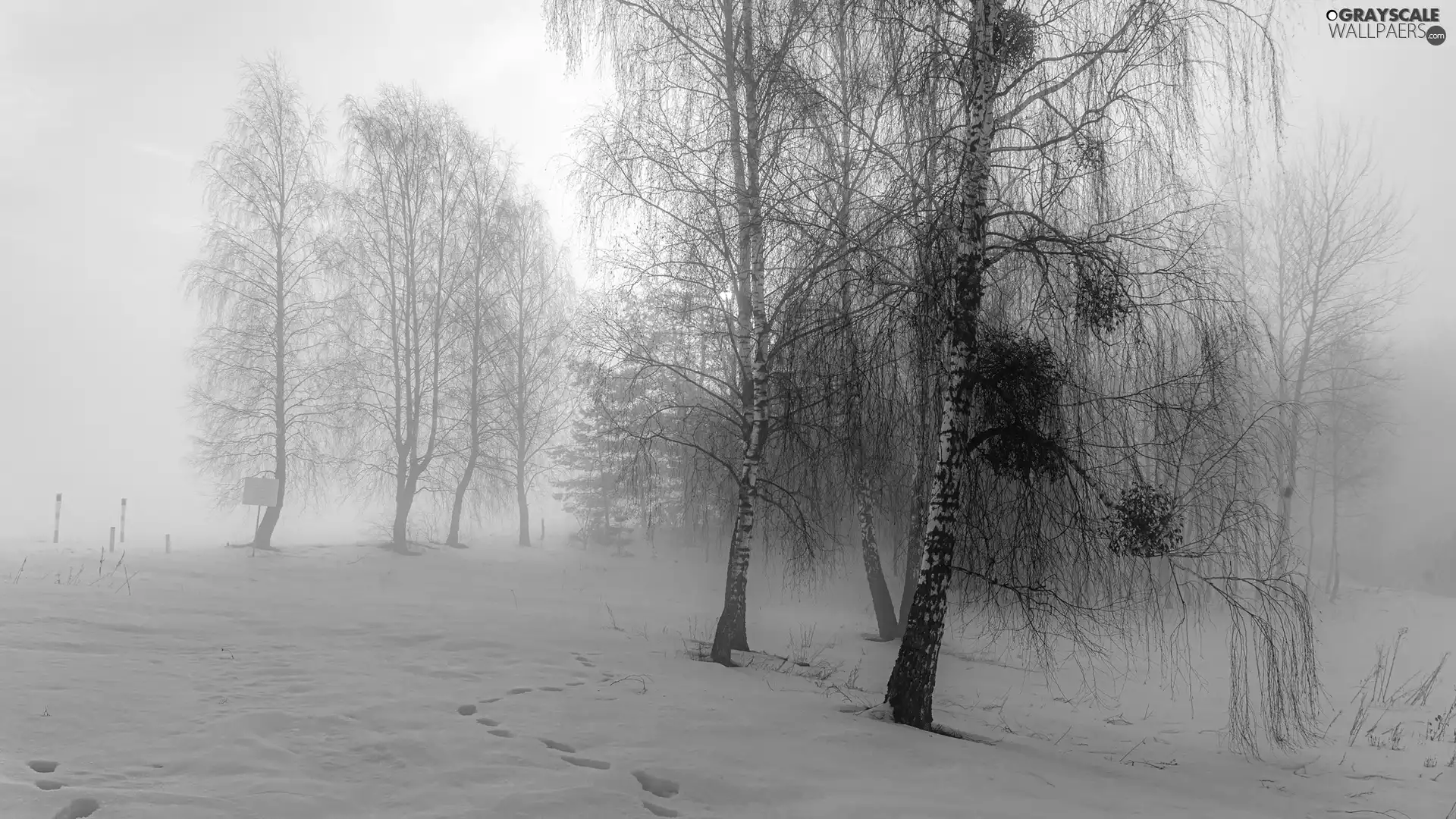 trees, viewes, Fog, birch, traces, forest, winter, snow