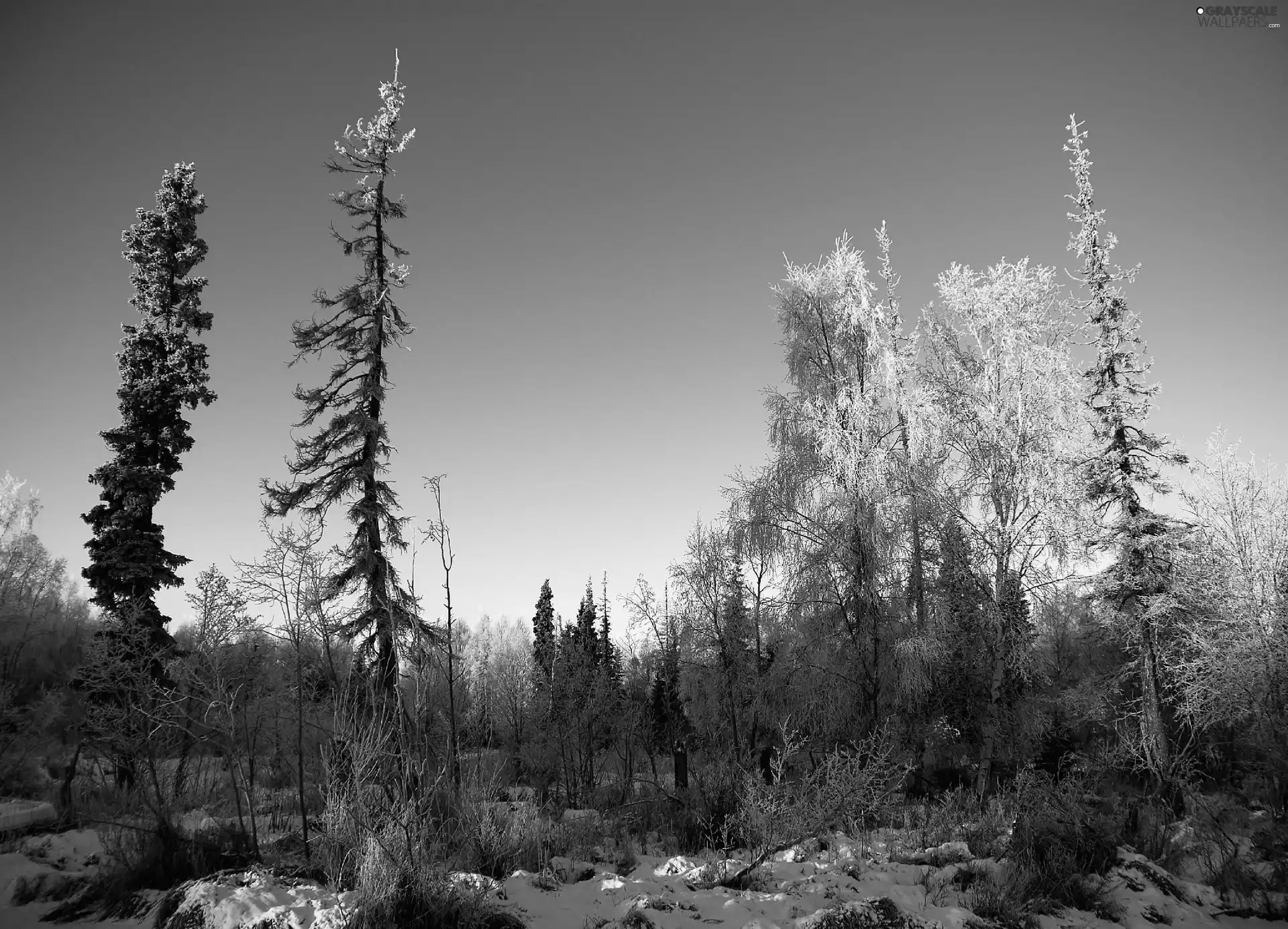 forest, snow