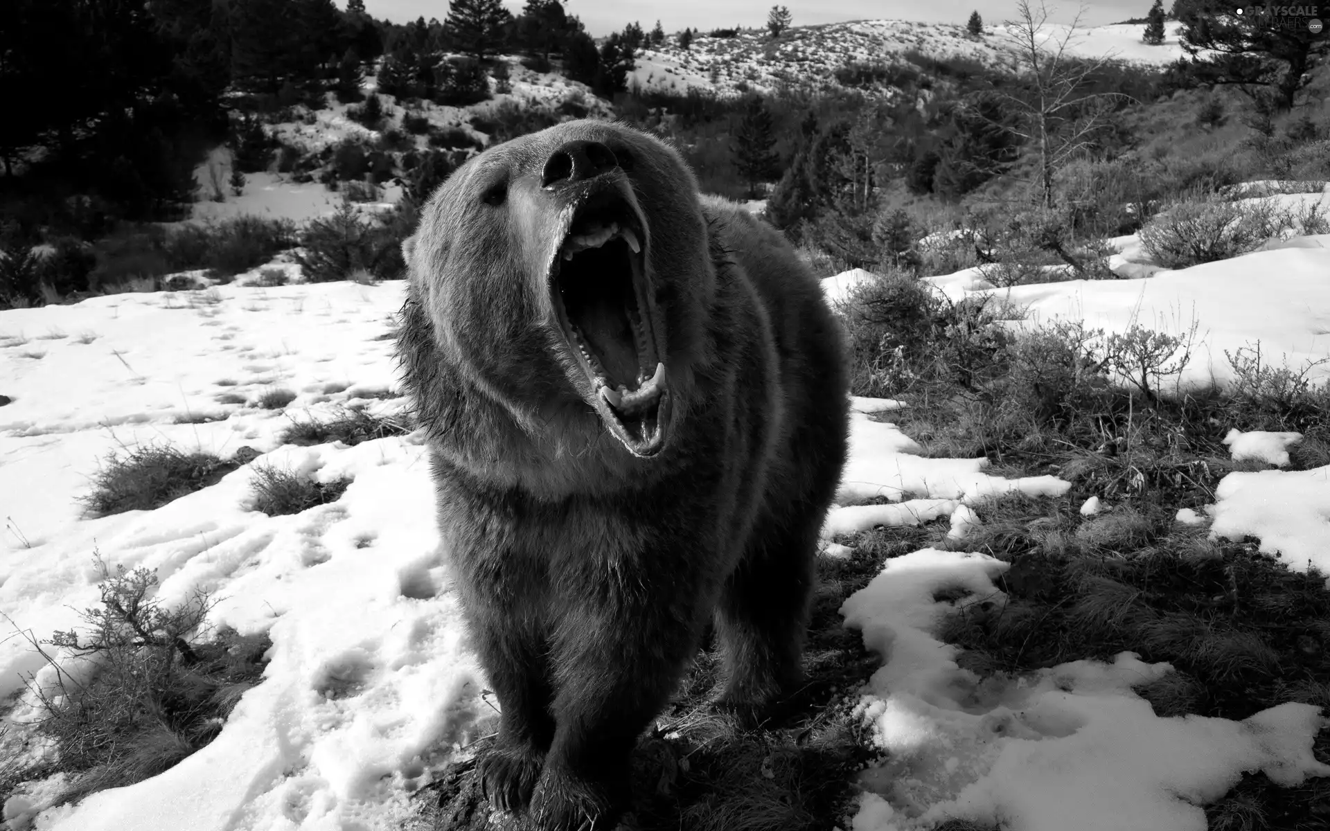 snow, Bear, forest