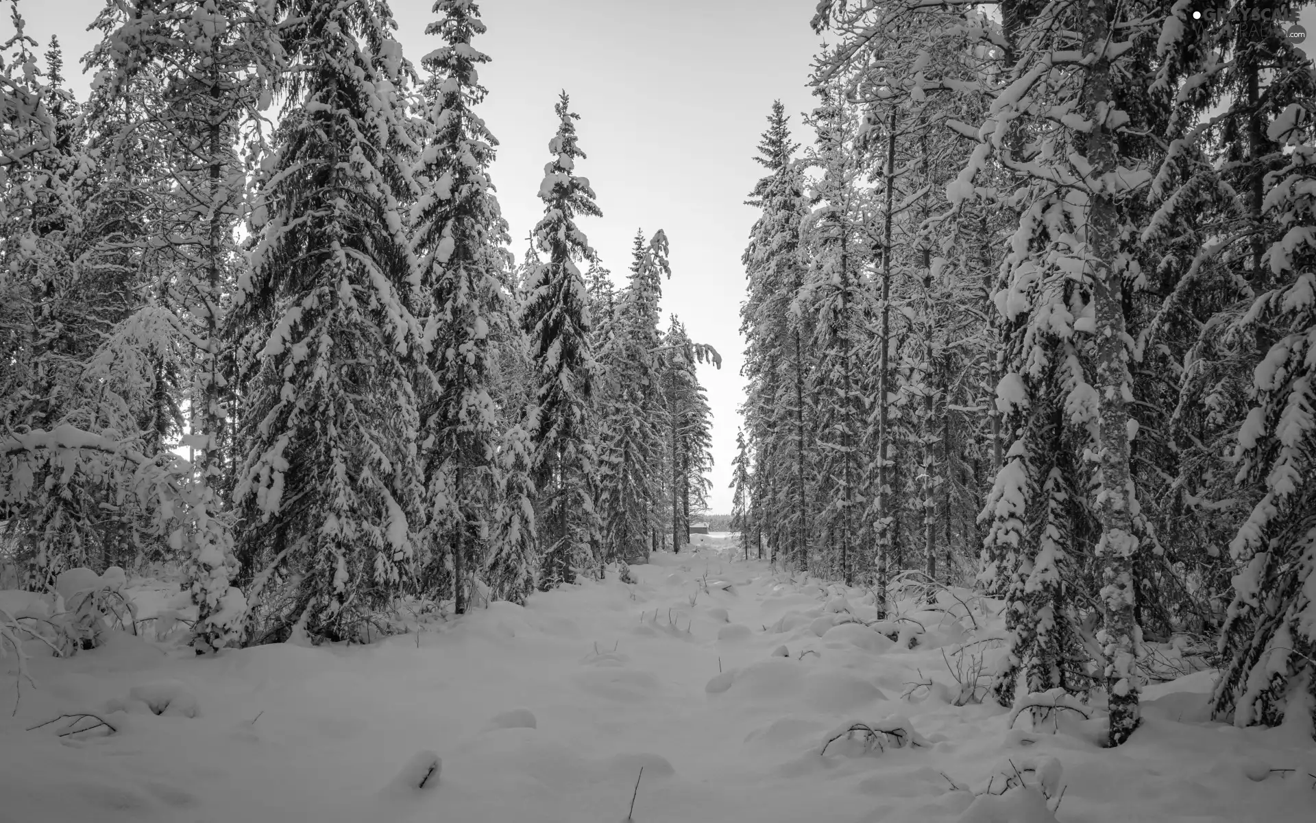 trees, winter, drifts, snow, viewes, forest