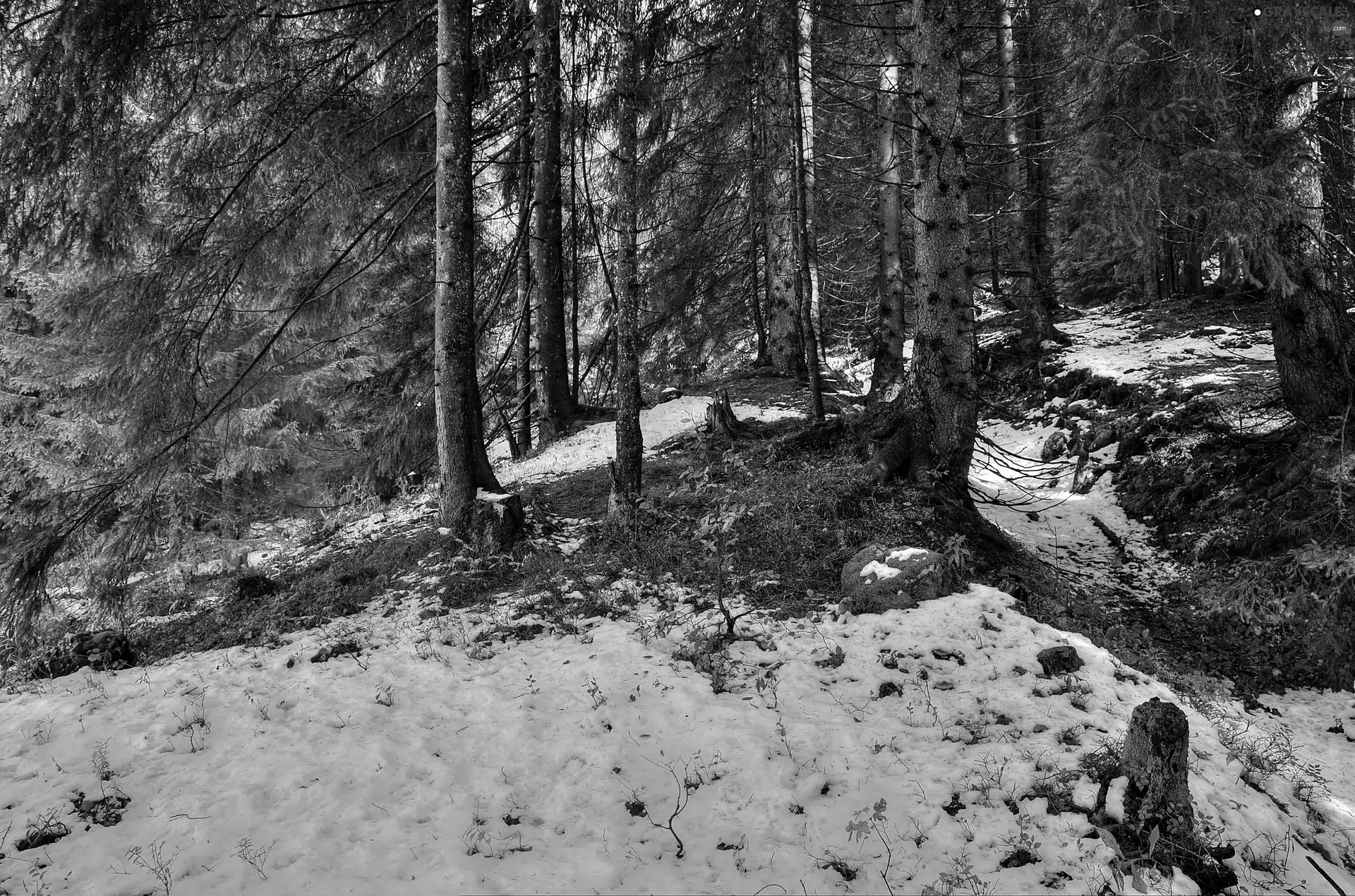 forest, first, snow, autumn