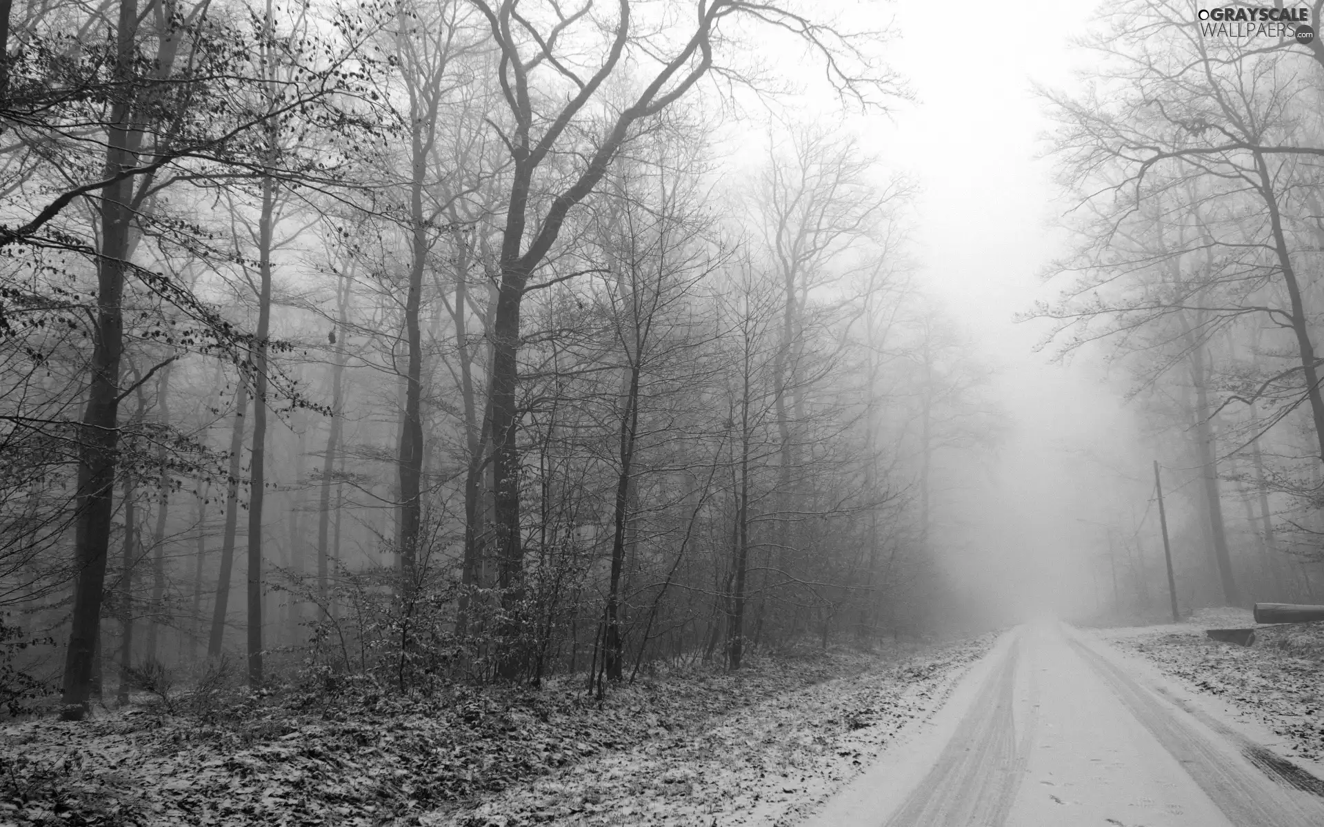 forest, Fog, snow, Way