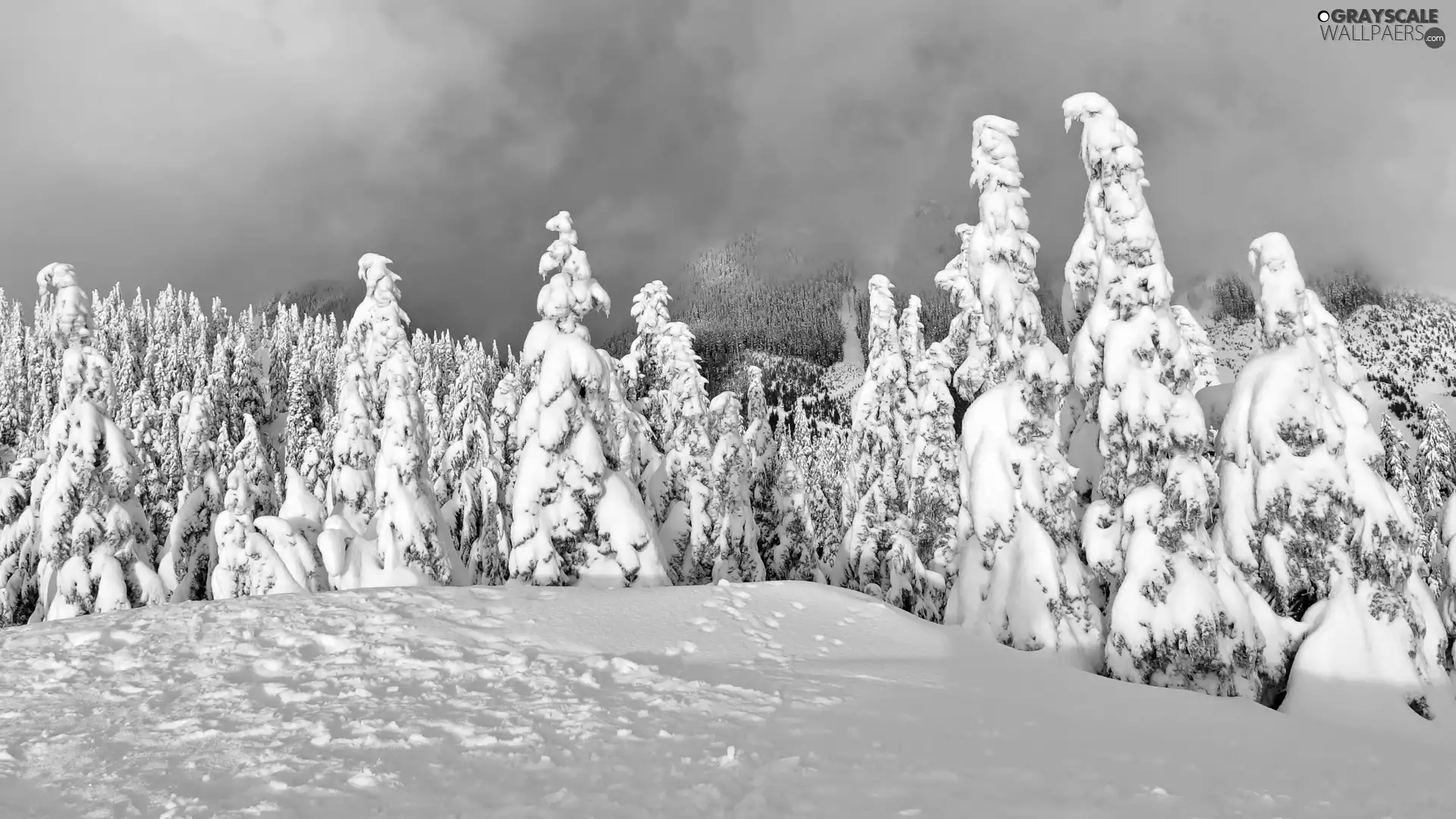 snow, Mountains, forest