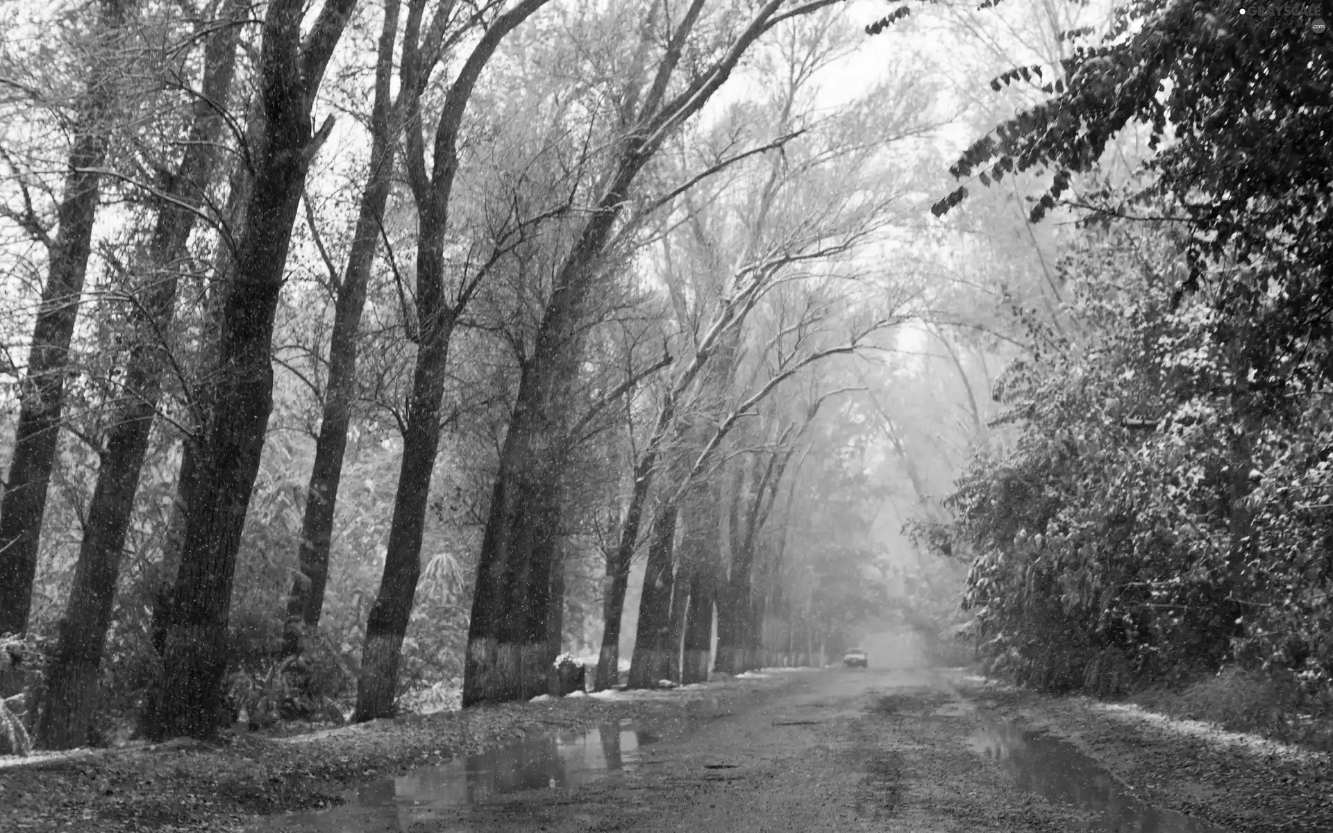 forest, Puddles, snow, Way