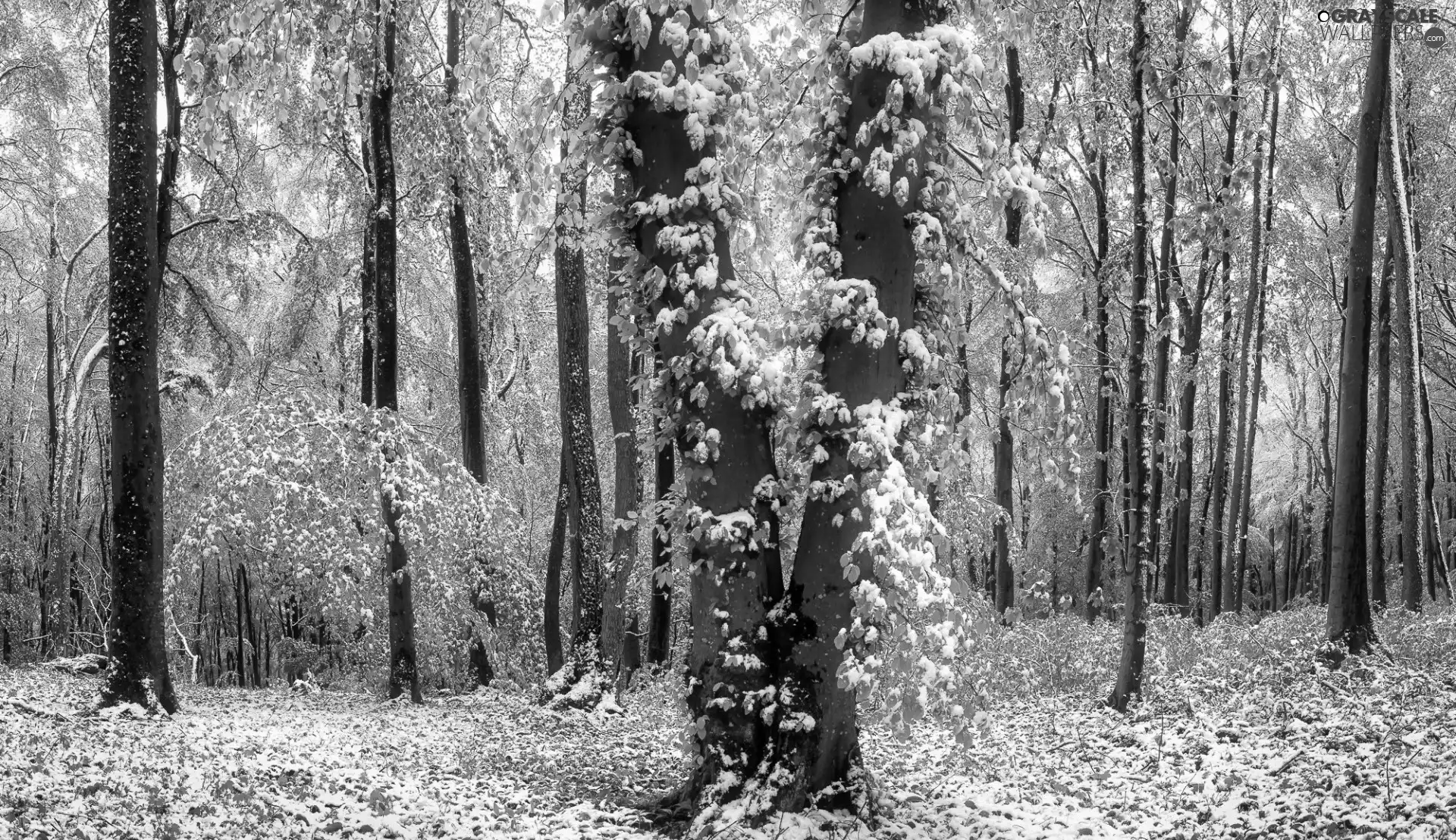 viewes, snow, forest, trees, Spring