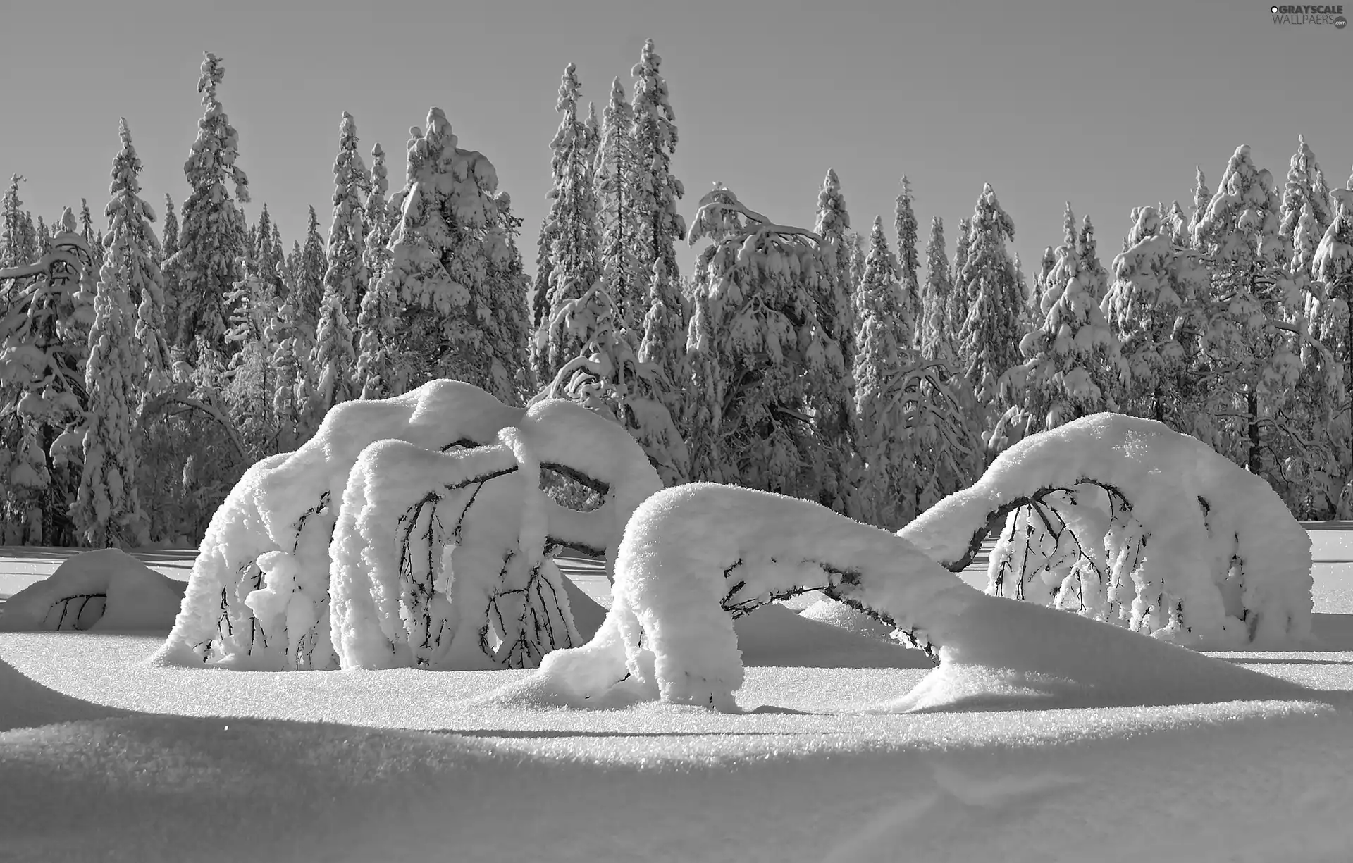 forest, viewes, snow, trees