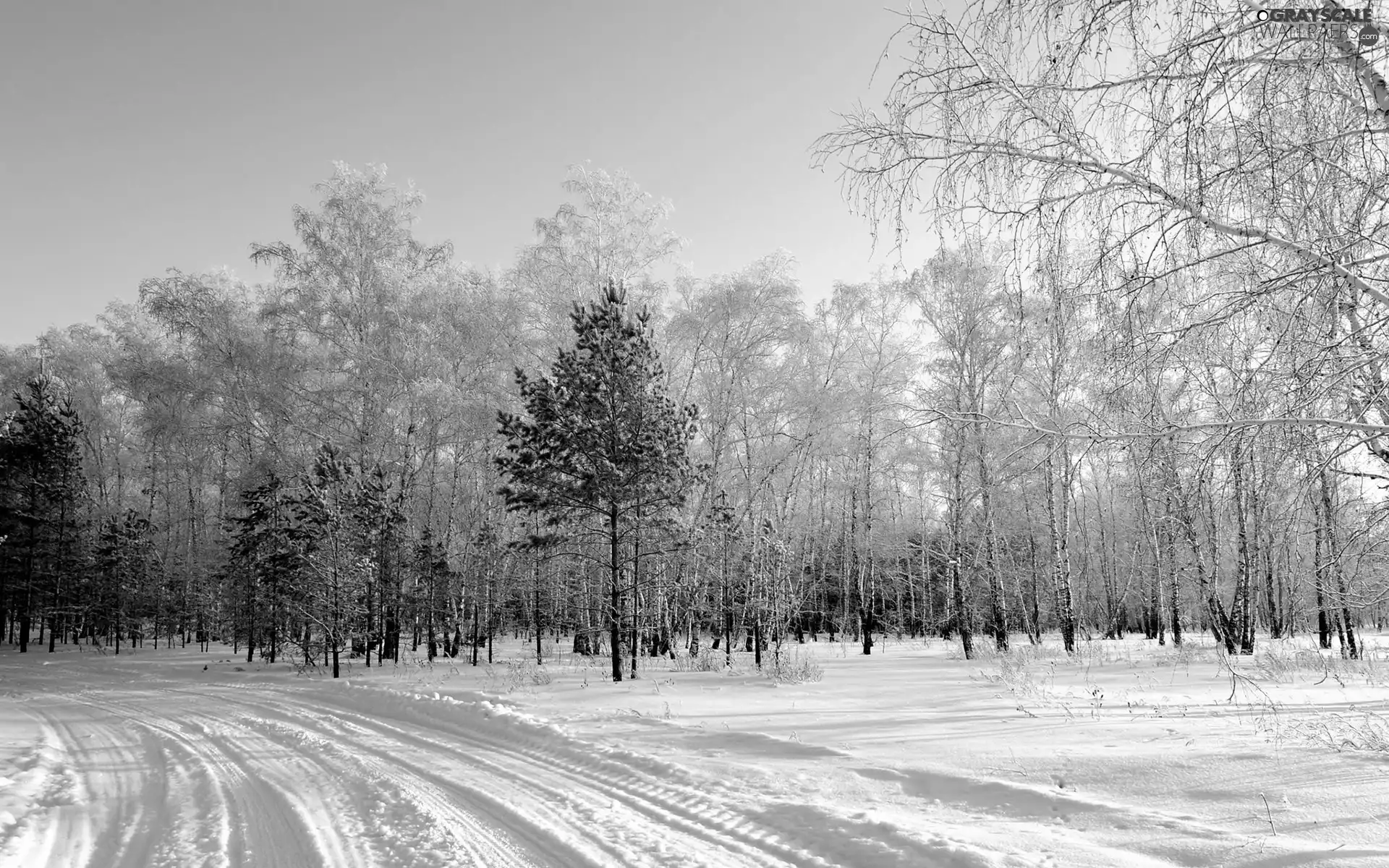 snow, Way, forest