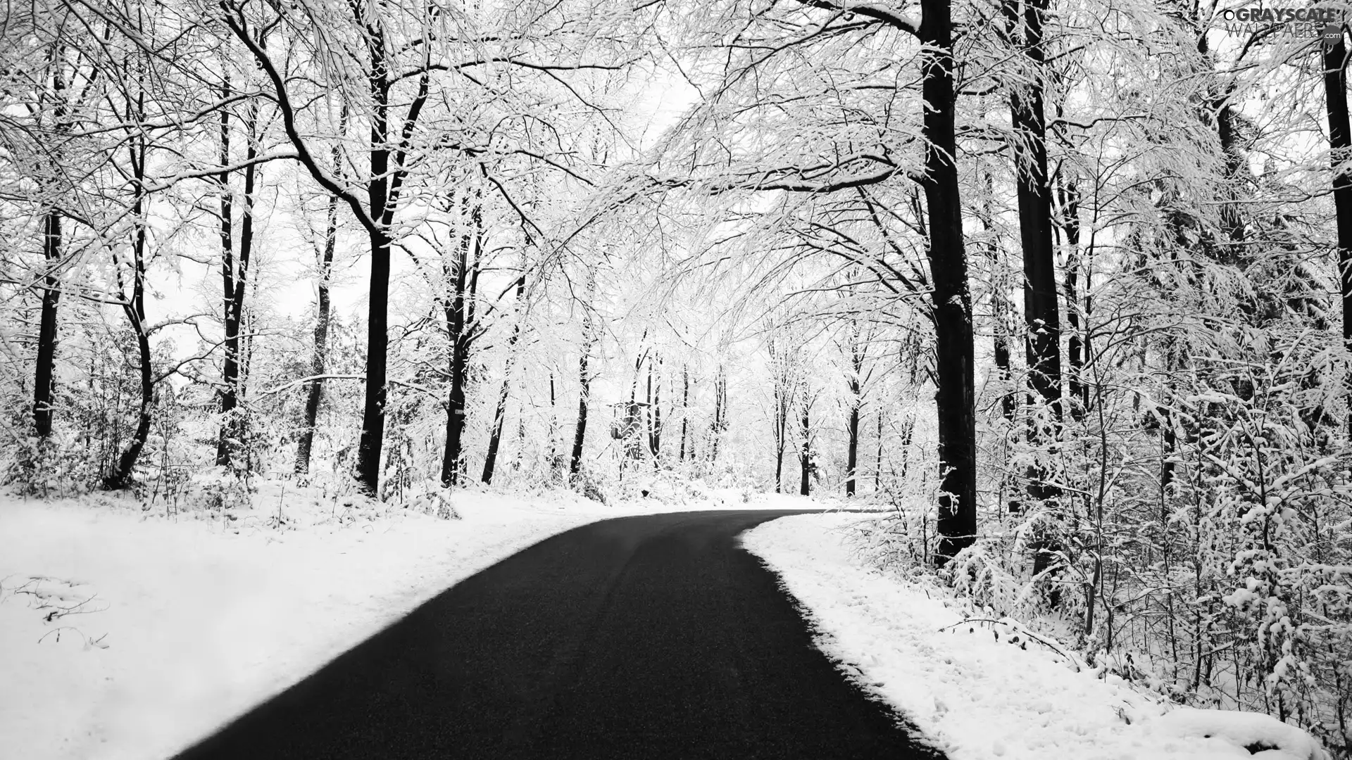 snow, Way, forest