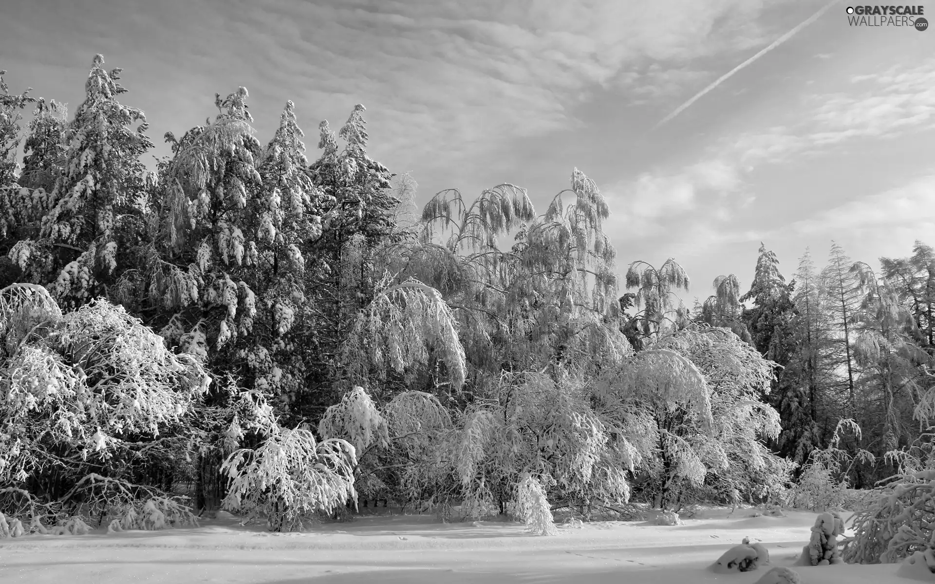 snow, winter, forest