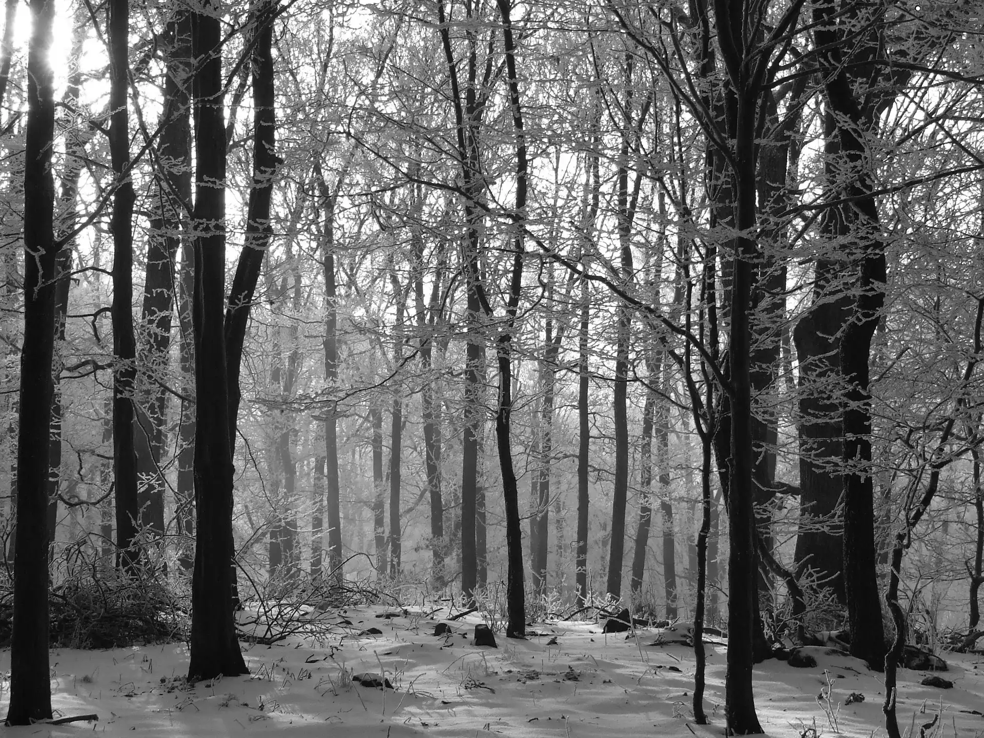 snow, winter, forest