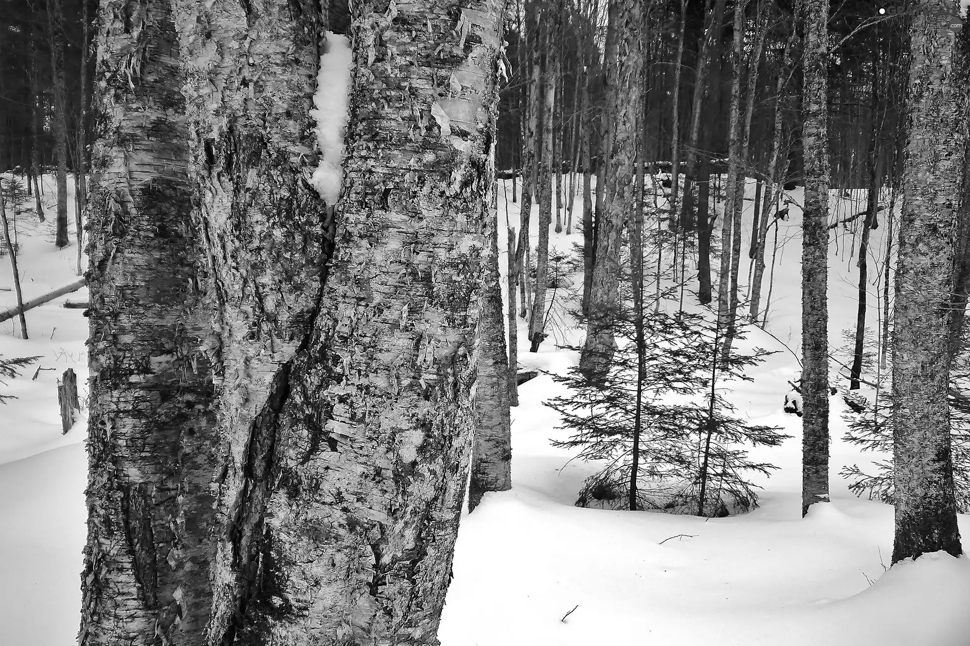 forest, snow