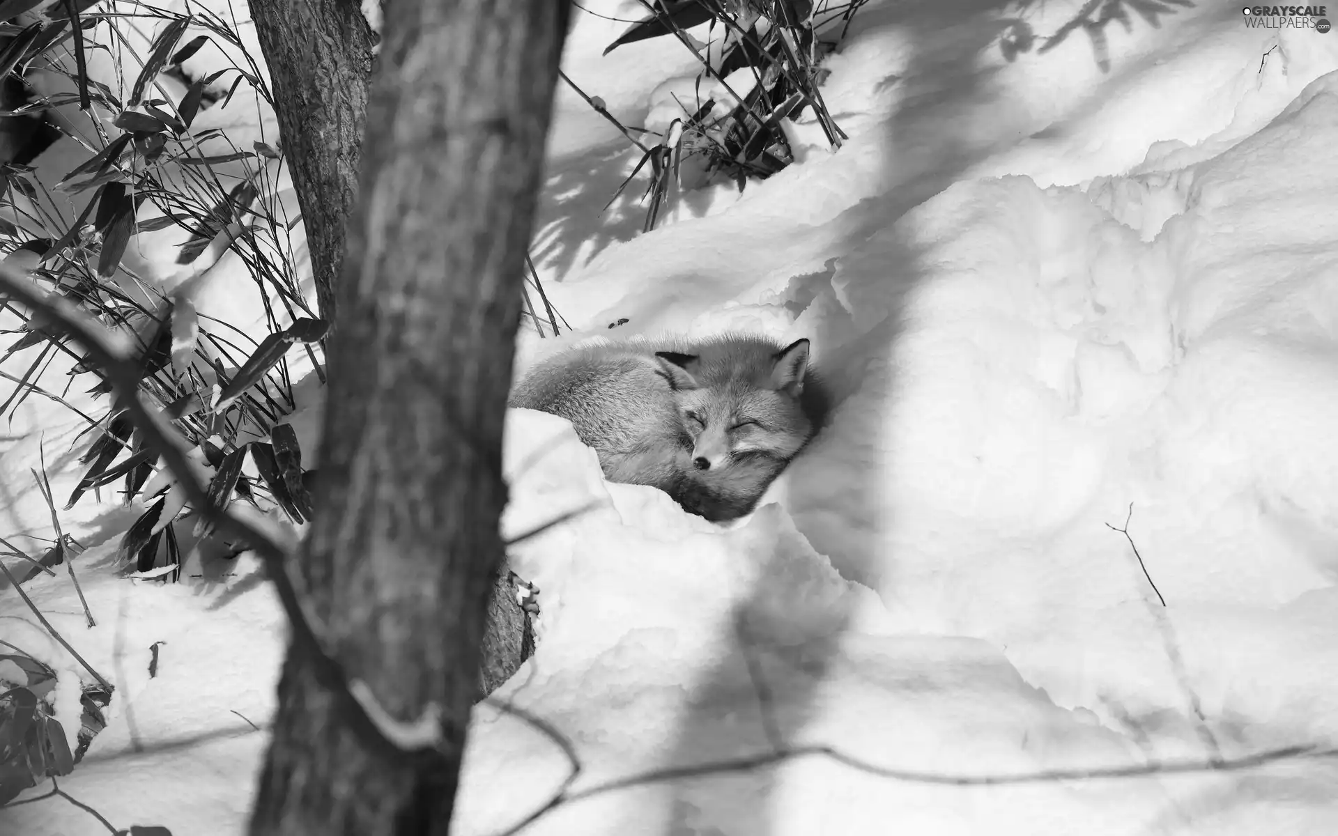 Fox, winter, trees, snow