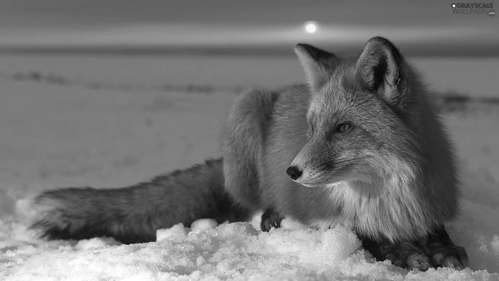 Fox, snow
