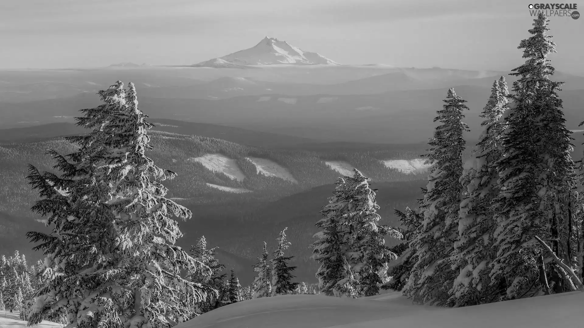 Softwood, trees, drifts, viewes, forest, snow, Frost