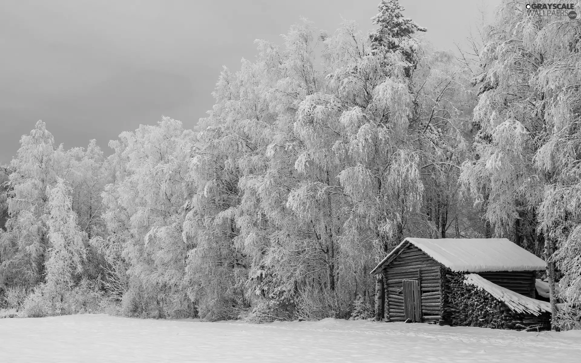 snow, winter, Wooden, cottage, viewes, forest, frosty, trees, cote