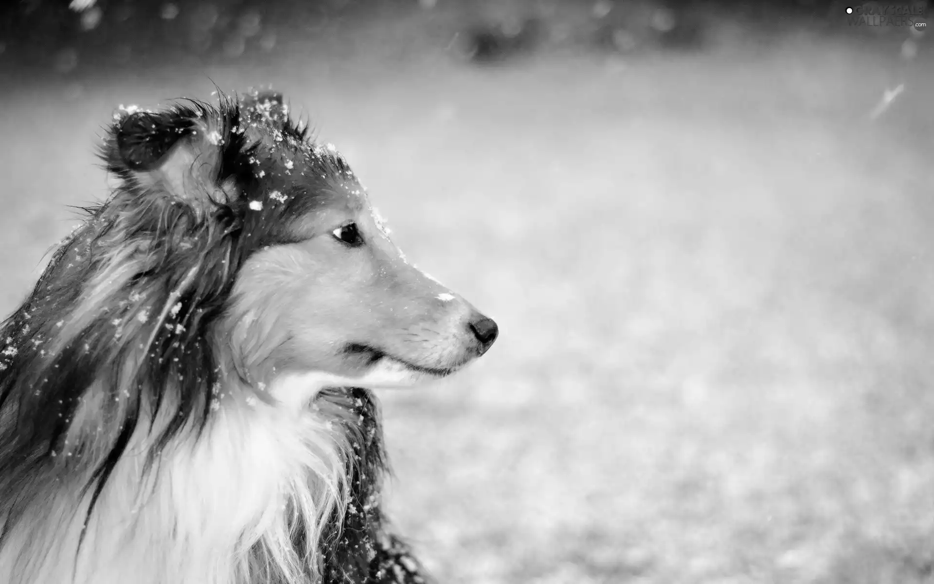 snow, dog, Fur