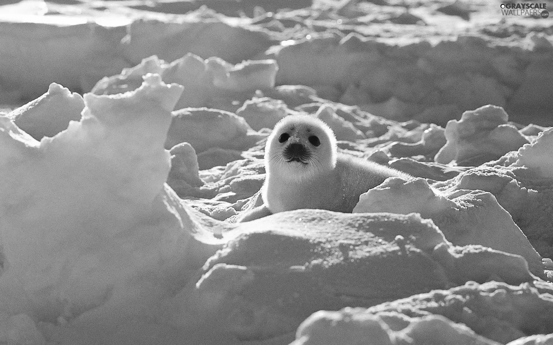 seal, snow