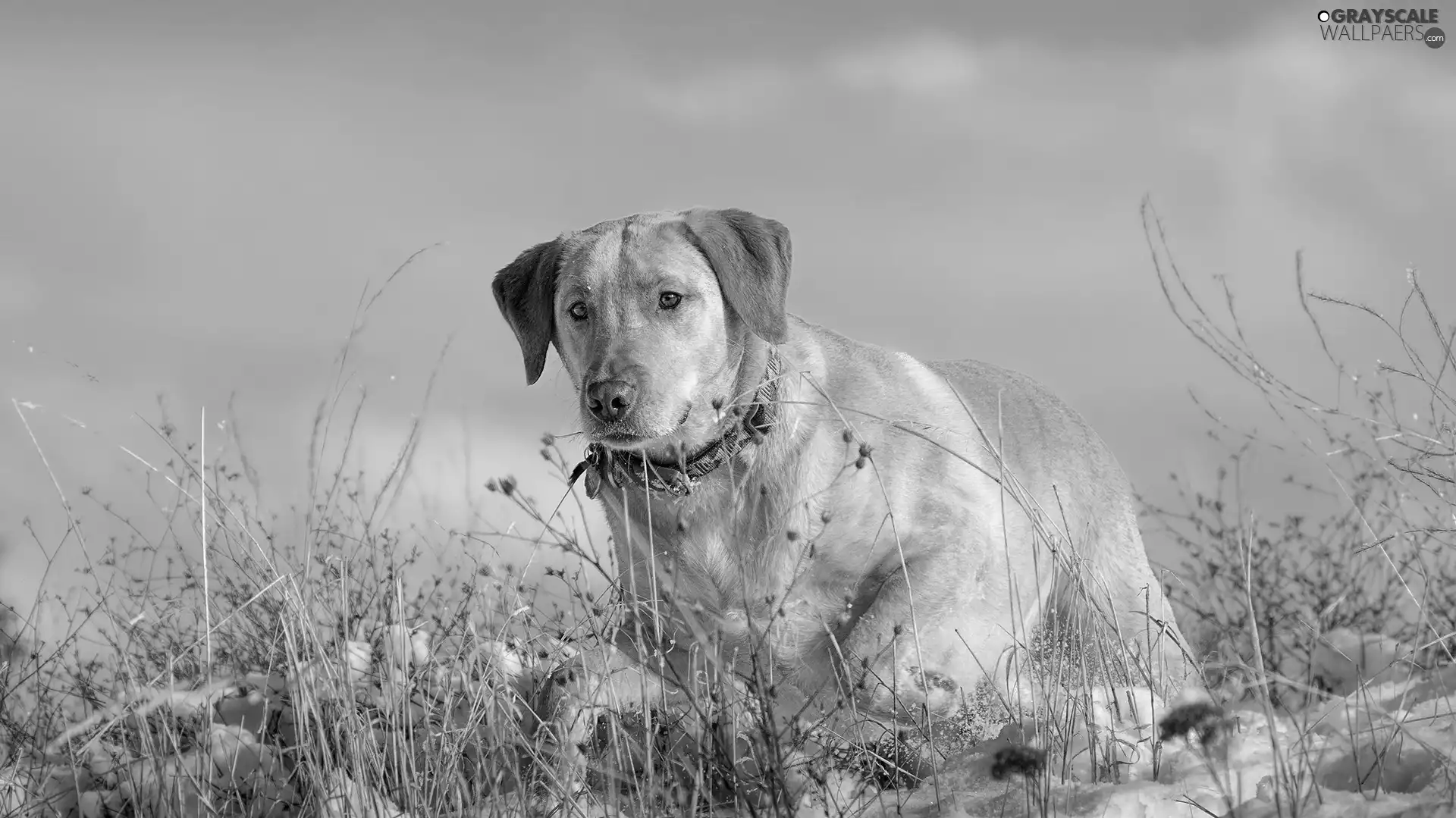 snow, Labrador, grass