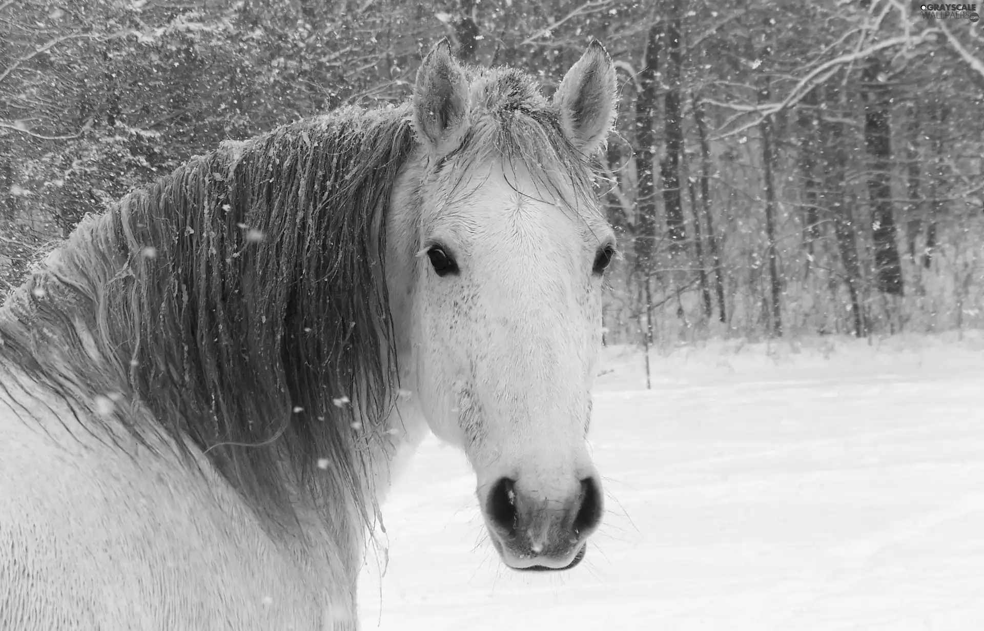 head, mane, snow, horse