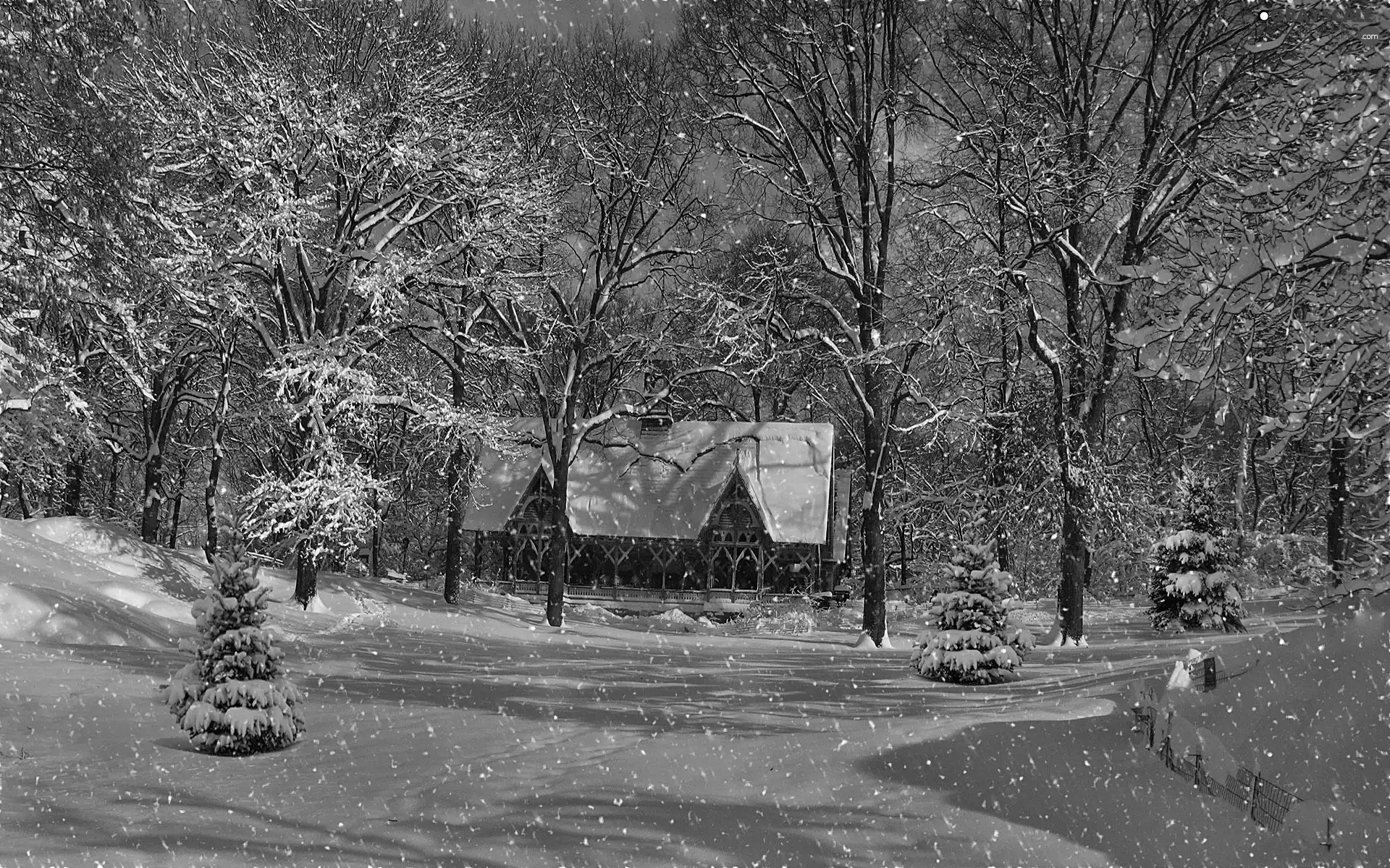 Home, forest, snow, winter