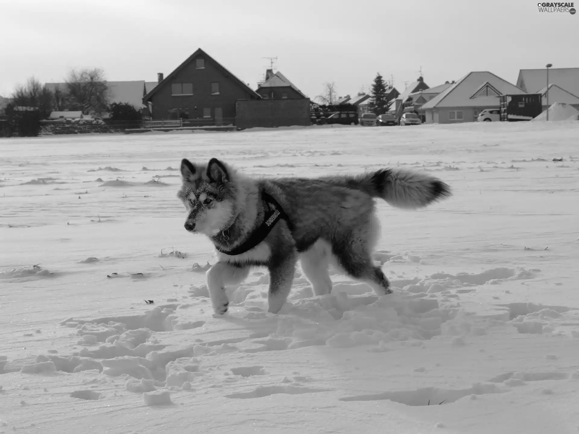 Husky, snow