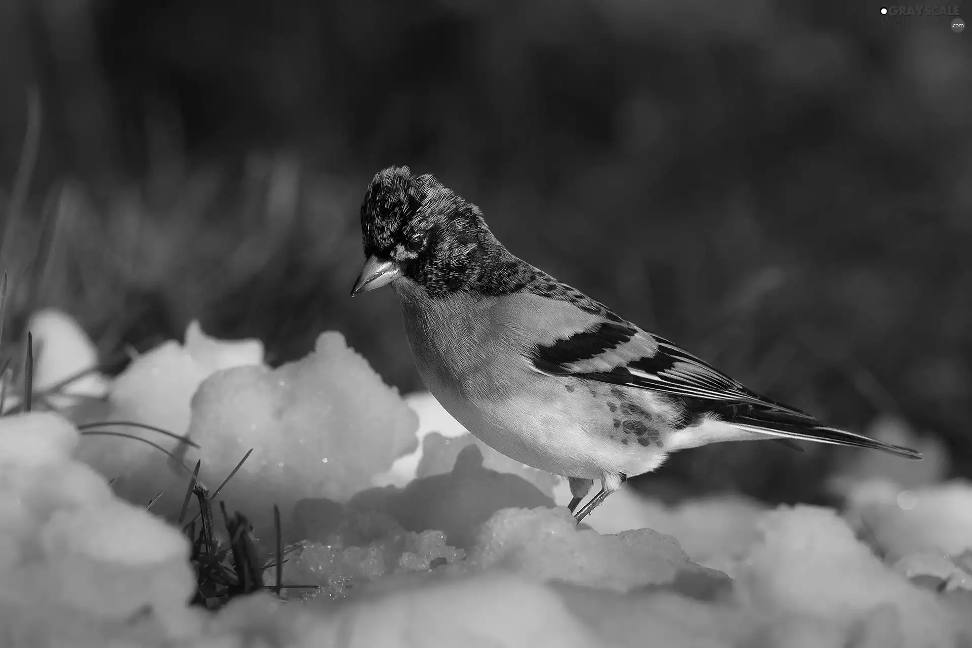 winter, snow, Jer, finch, Bird