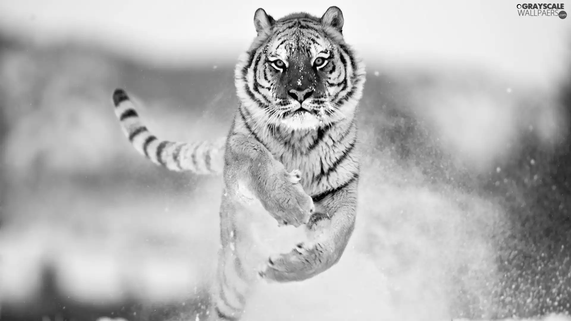 snow, tiger, jump