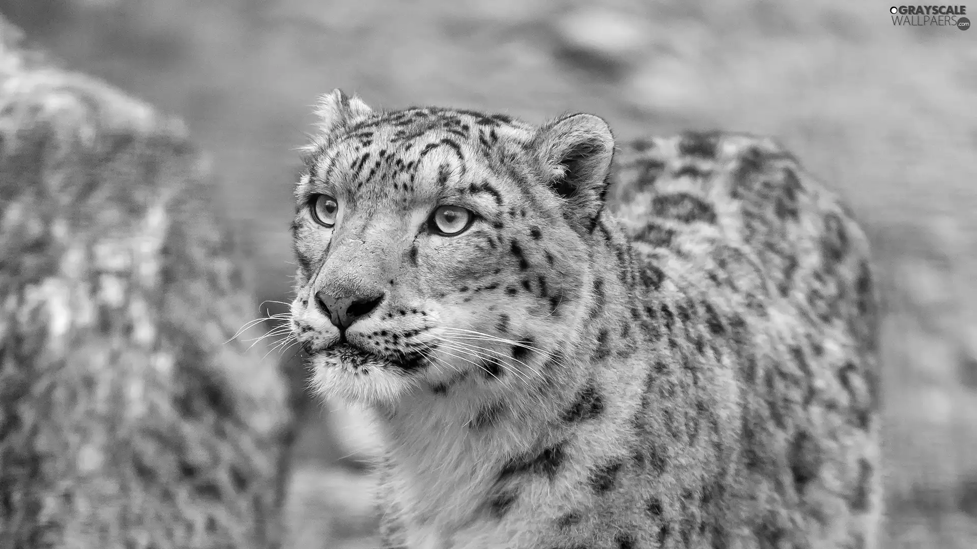 snow leopard