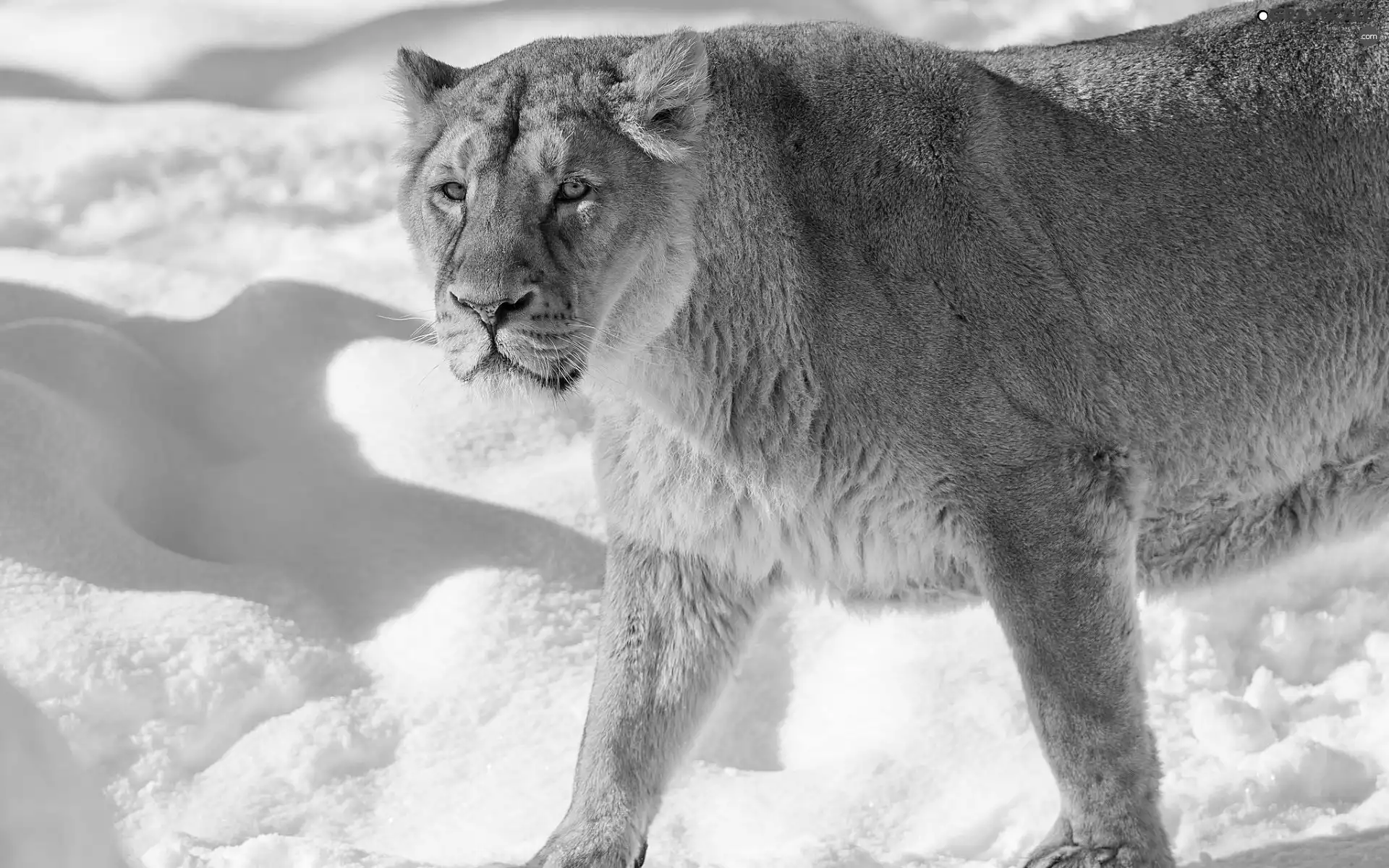 Lioness, snow