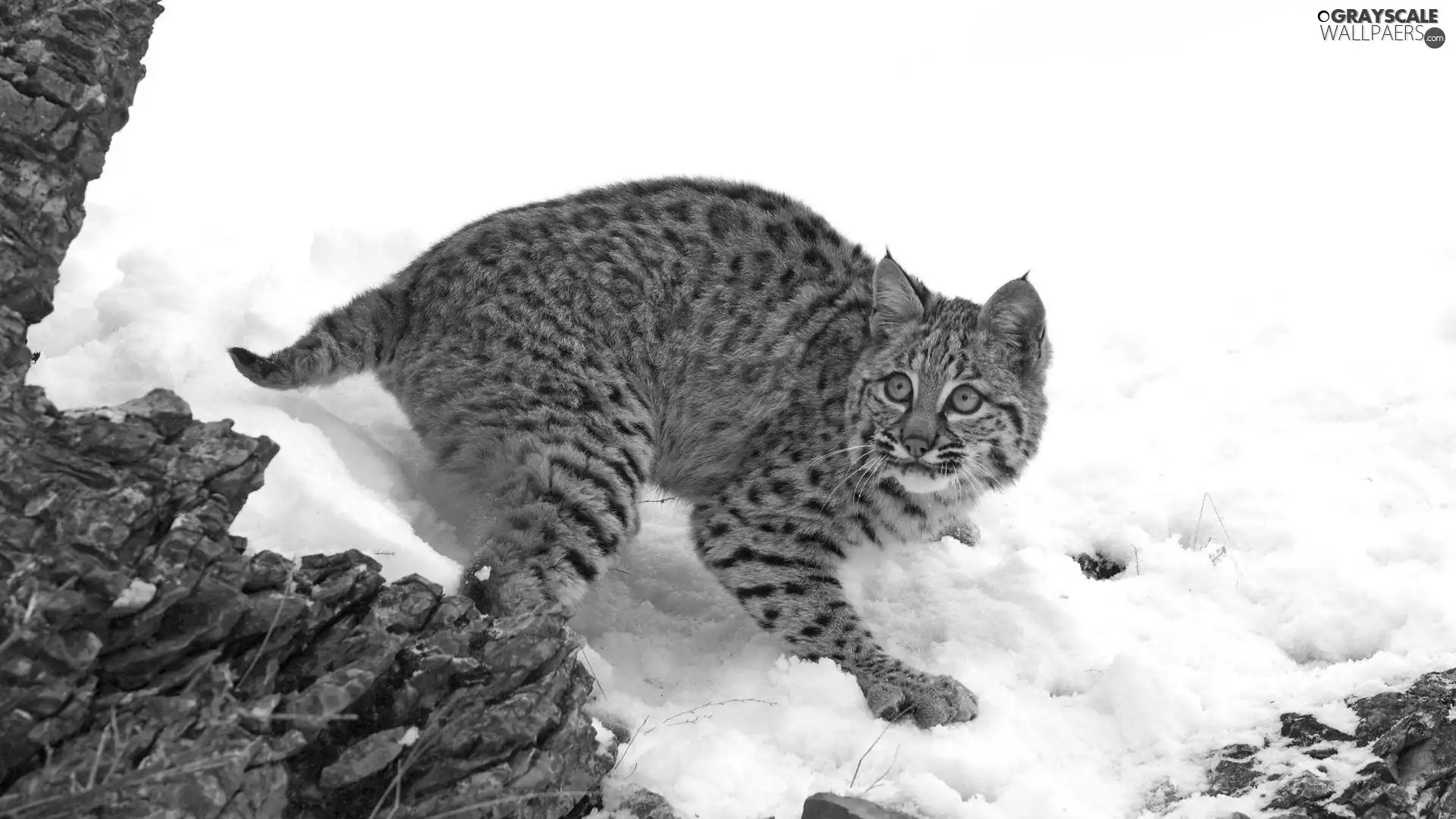 Lynx, snow