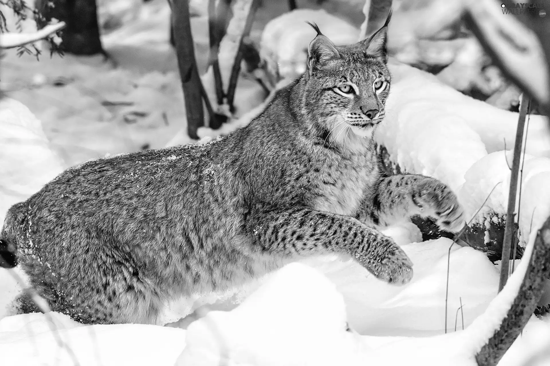 Lynx, snow