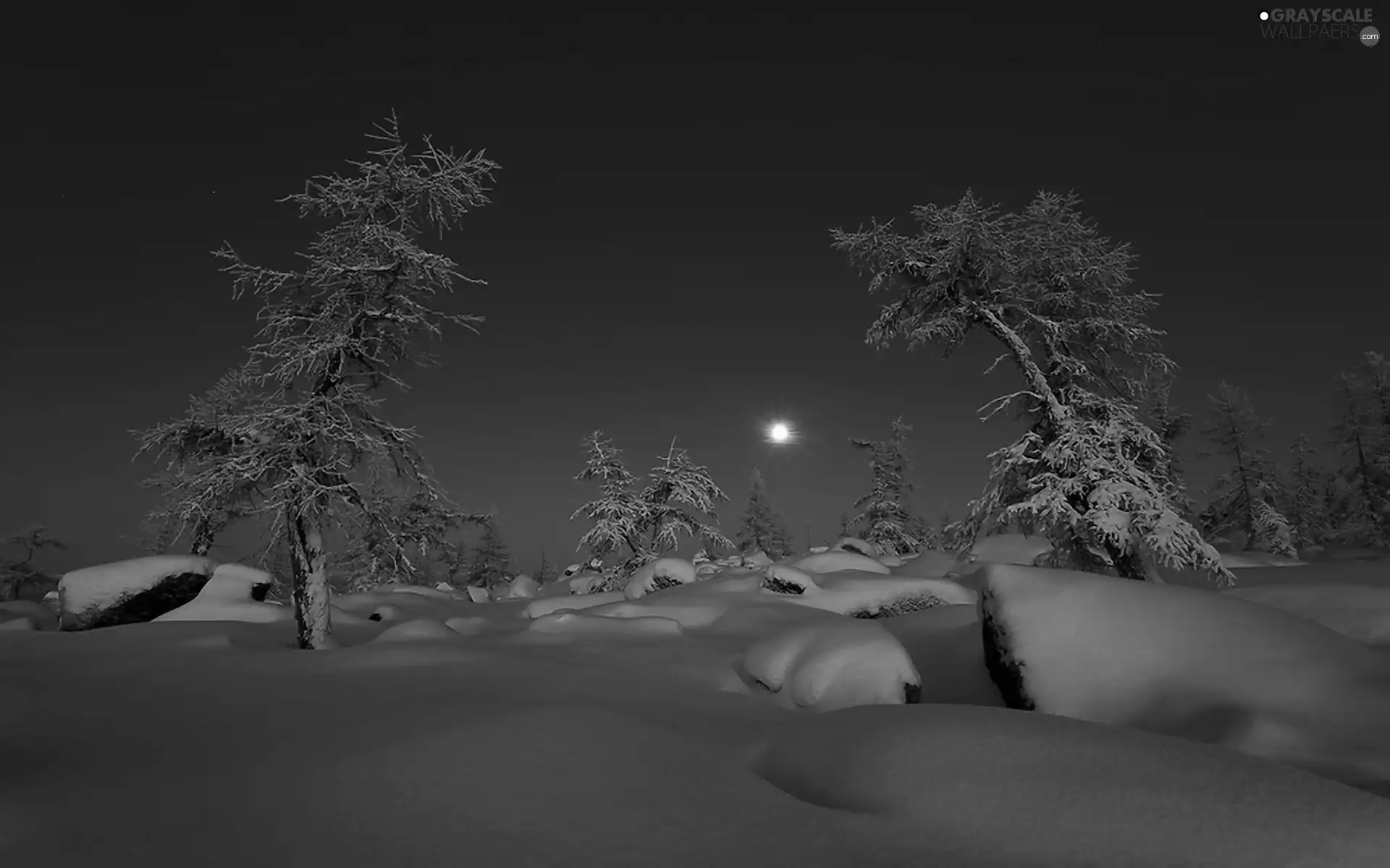 moon, viewes, snow, trees