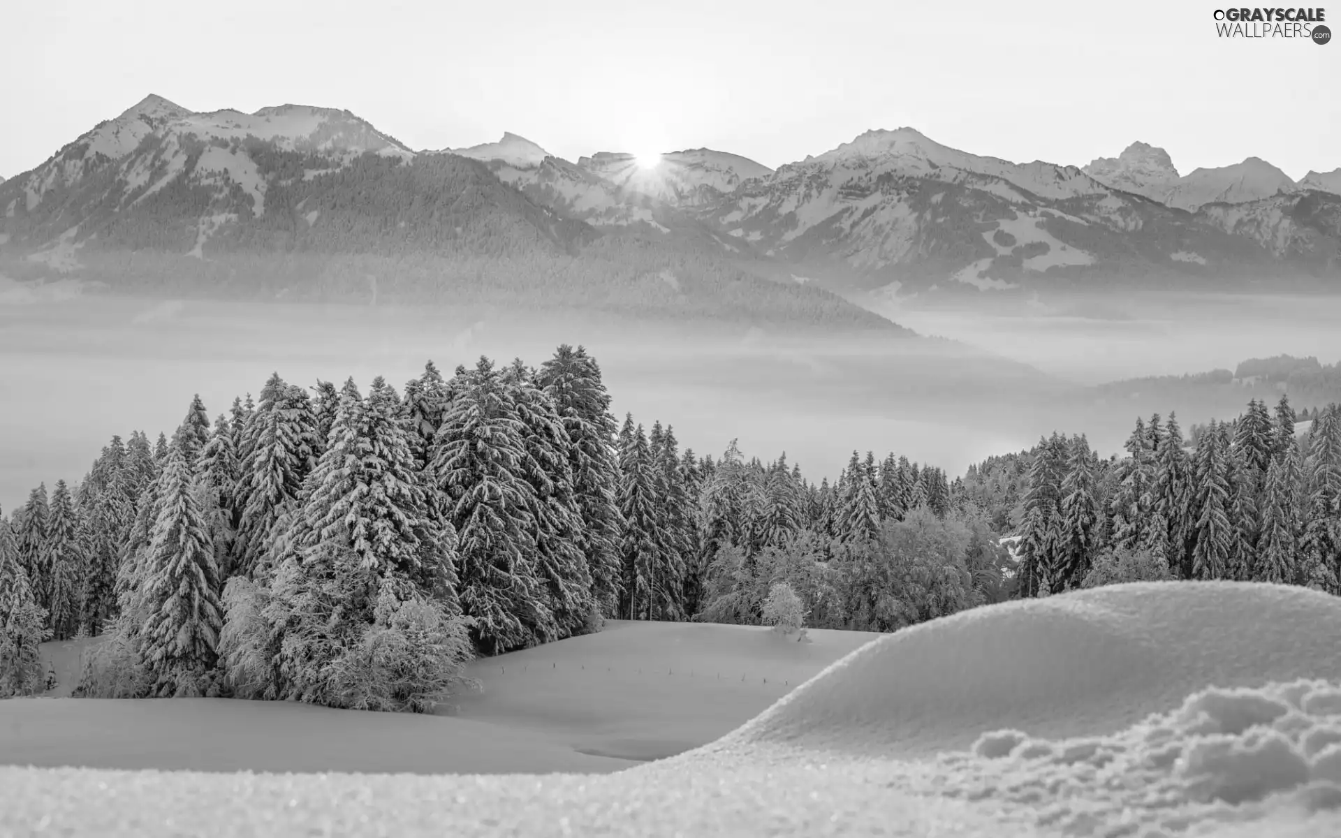 trees, viewes, rays of the Sun, snow, morning, Mountains, winter, Fog