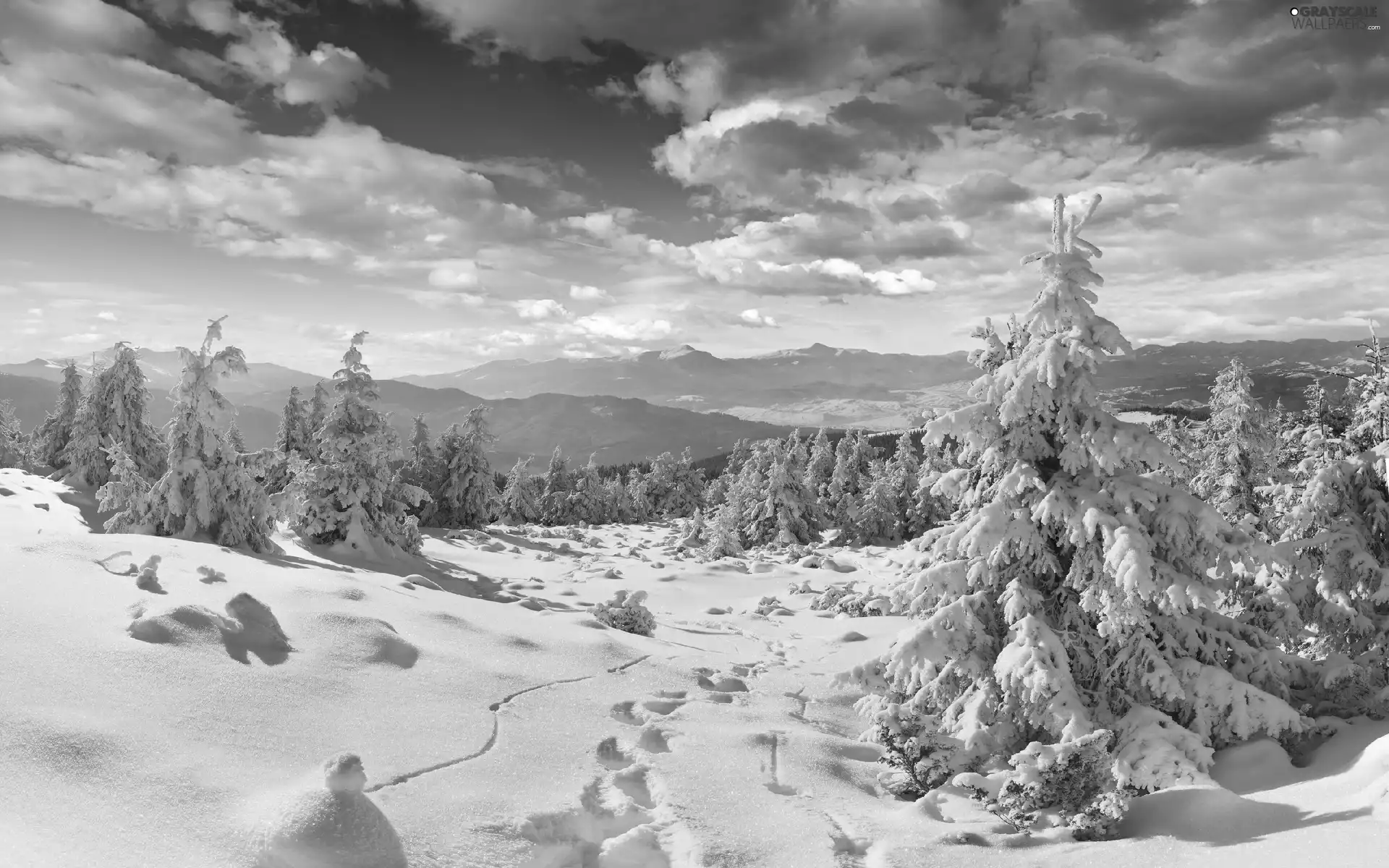 Mountains, winter, snow, Spruces