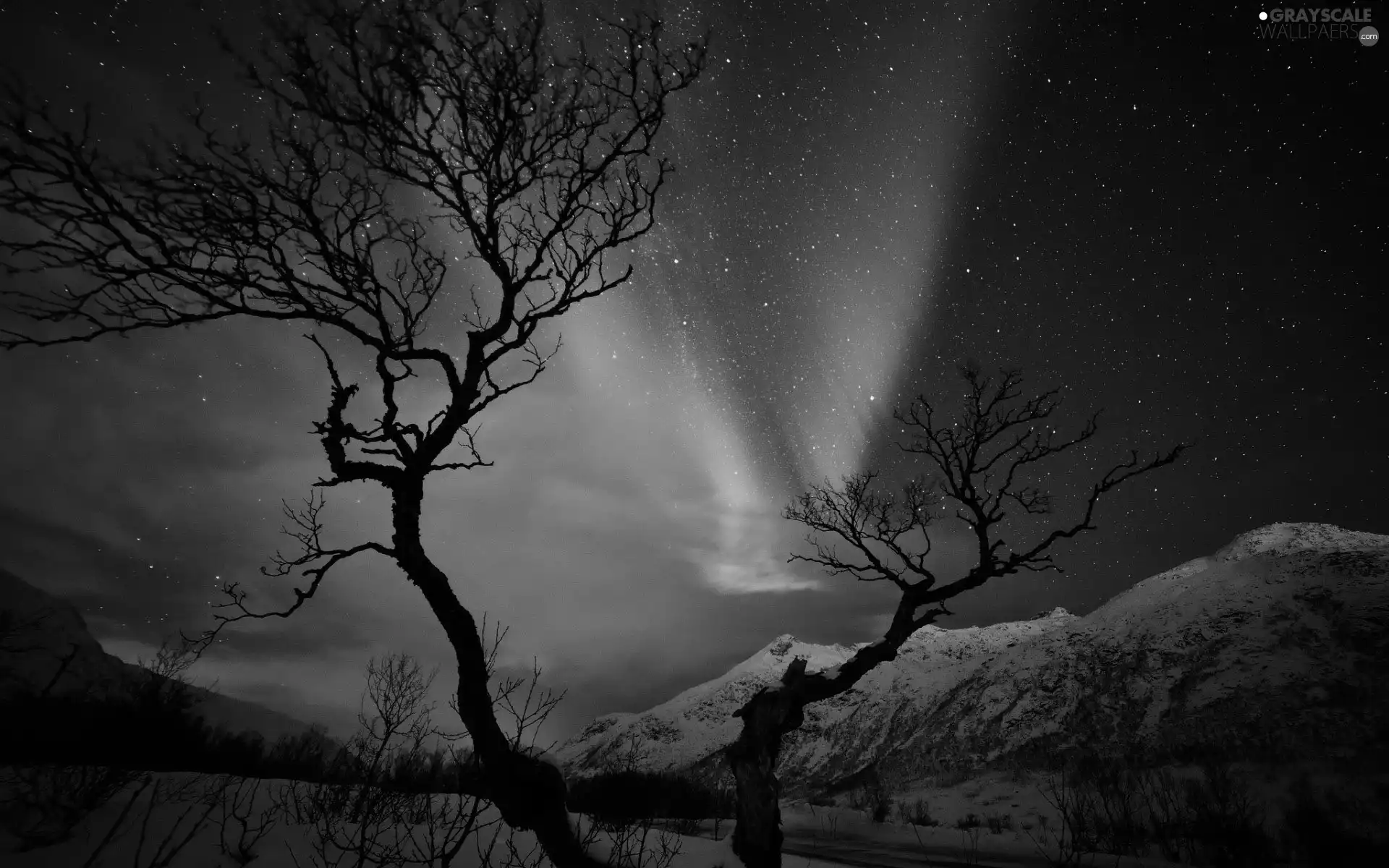snow, Night, Polaris, trees, dawn