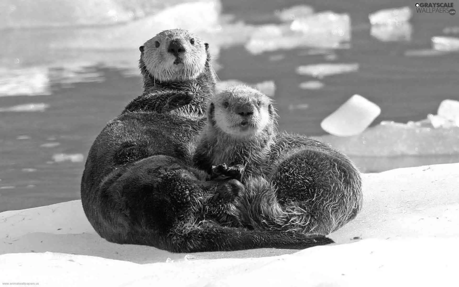 snow, Two, otters