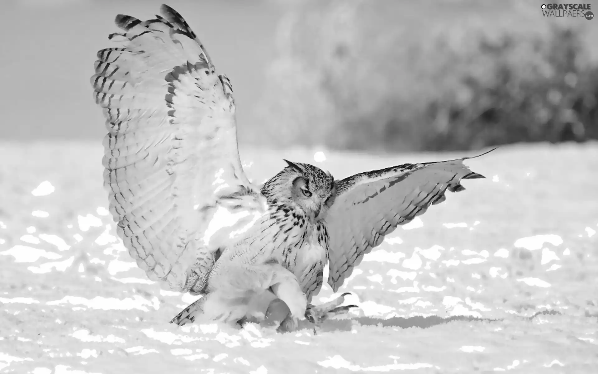 owl, snow