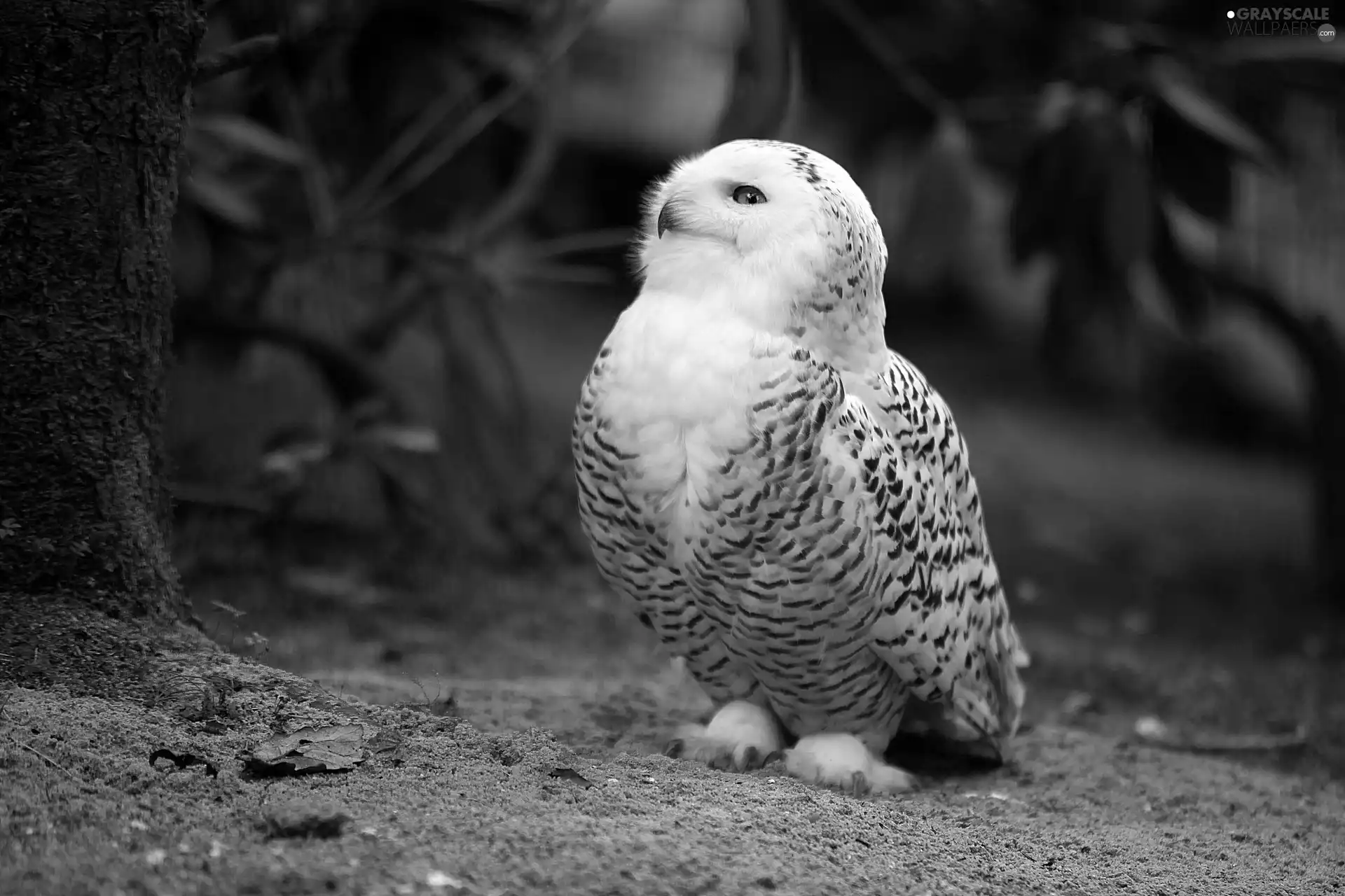 owl, snow