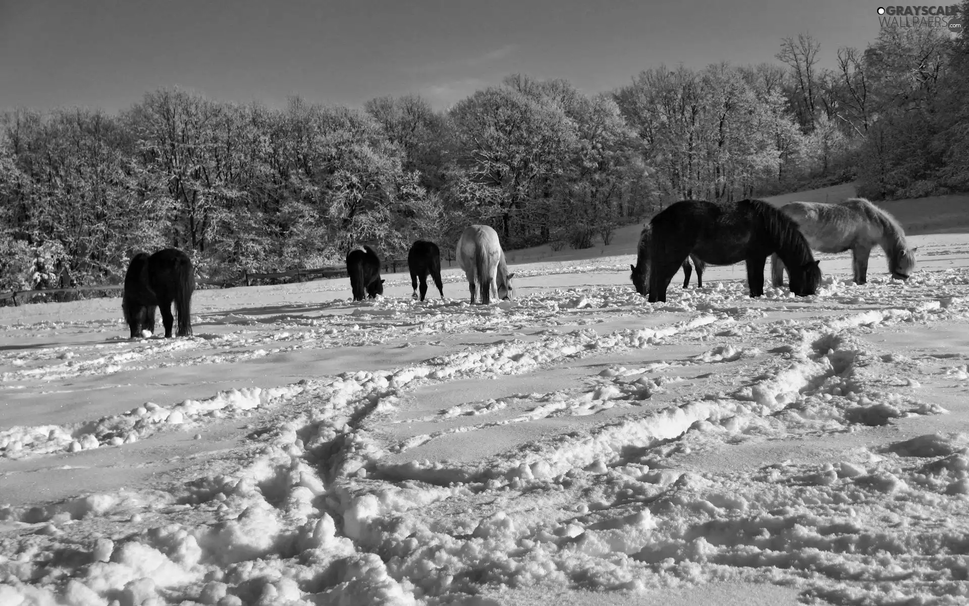 snow, pasture, winter, backfilling, bloodstock